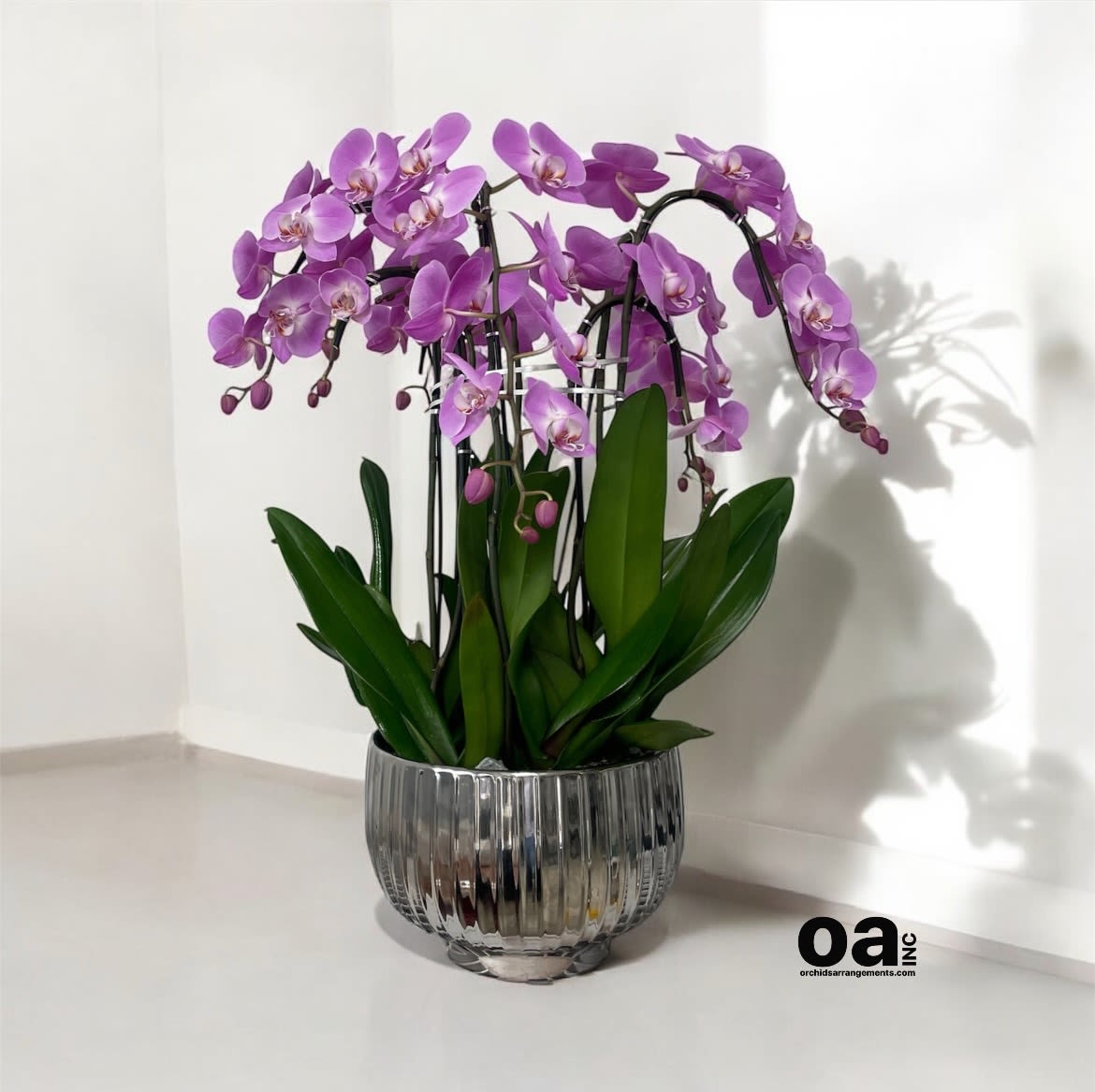 Assorted Orchids Arrangements Miami - A high quality Nine pink orchids arrangement with a vase 12&quot; D X 7&quot; T. An orchids arrangement deliver for any occasion design with fresh natural real beautiful Phalaenopsis cascade orchids plants minimalist decor. 