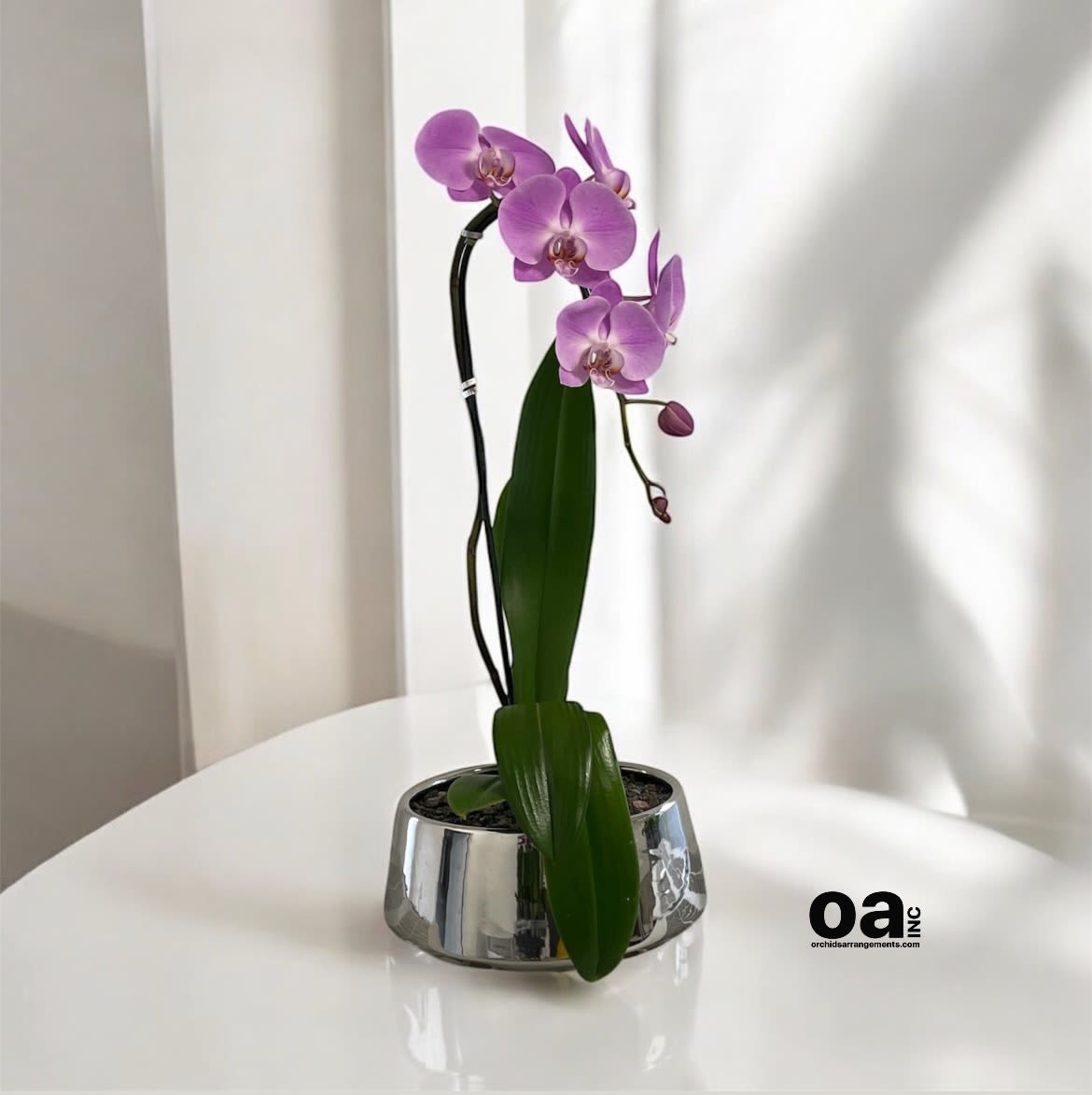 Profuse Orchids Arrangements Miami - A high quality Single orchid Pink arrangement with a vase 7&quot; D X 3&quot; T. An orchids arrangement deliver for any occasion design with fresh natural real beautiful Phalaenopsis cascade orchids plants minimalist decor.