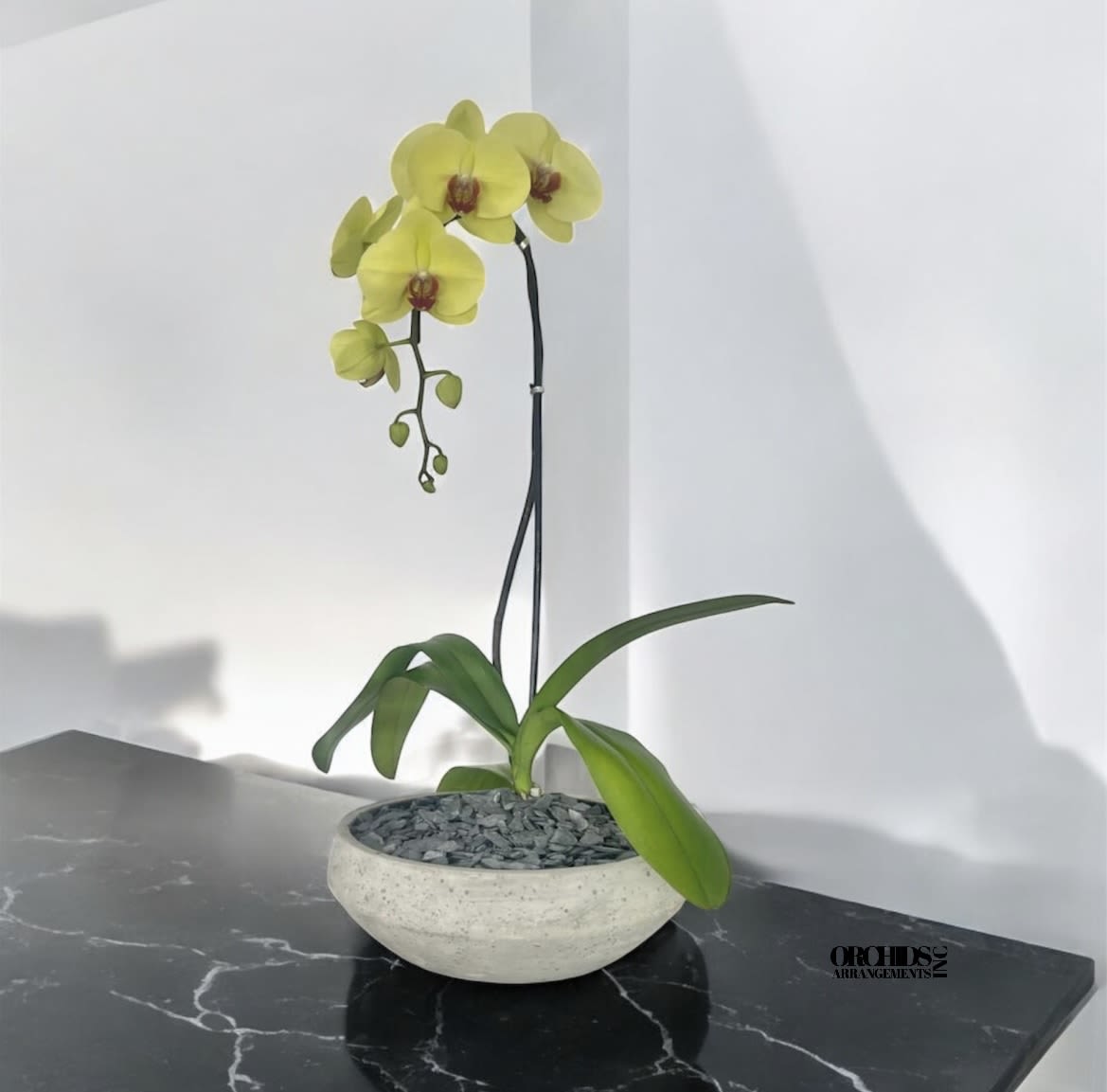 Best Orchids Arrangements Miami - A high quality Single yellow orchid arrangement with a vase 10&quot; D X 4&quot; T. An orchids arrangement deliver for any occasion design with fresh natural real beautiful Phalaenopsis cascade orchids plants minimalist decor. 