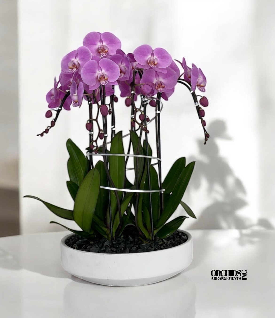 Ravishing Orchids Arrangements Miami - A high quality Eight pink orchids arrangement with a vase 15.5&quot; D X 4.25&quot; T. An orchids arrangement deliver for any occasion design with fresh natural real beautiful Phalaenopsis cascade orchids plants minimalist decor.