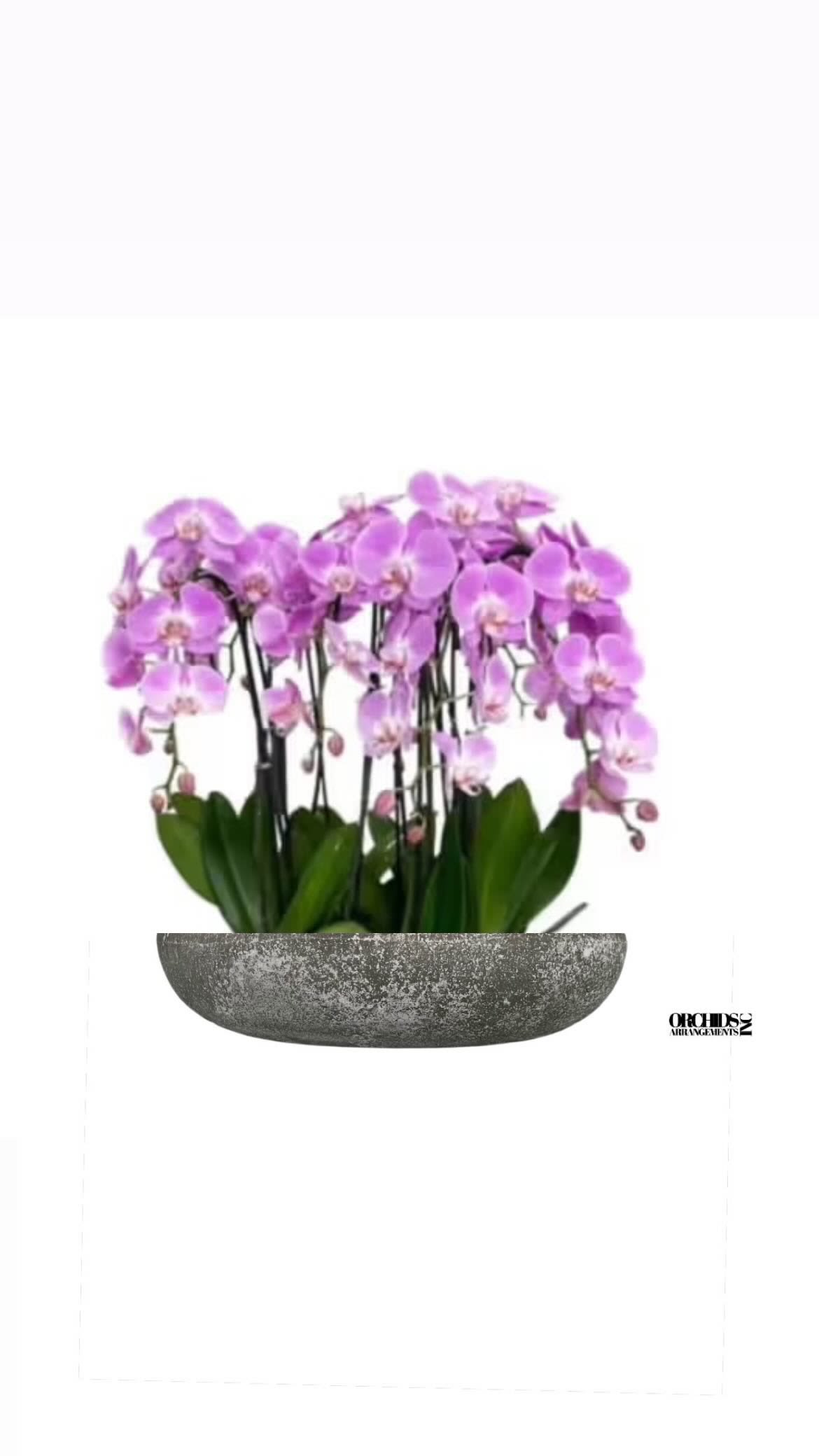 Grandeur Orchids Arrangements Miami - A high quality Eighteen pink orchids arrangement with a vase 20&quot; D X 4&quot; T. An orchids arrangement deliver for any occasion design with fresh natural real beautiful Phalaenopsis cascade orchids plants minimalist decor.