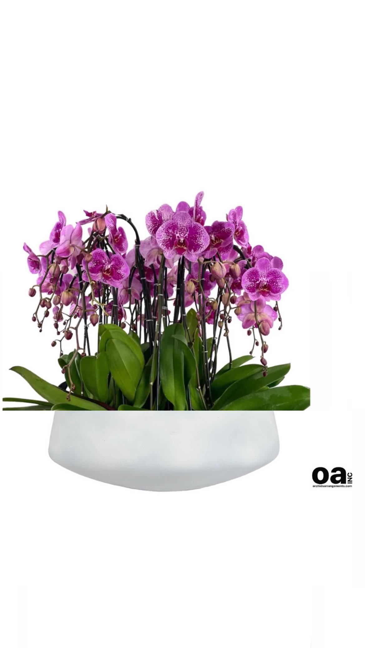Remarkable orchids arrangements Miami - A high quality Eighteen purple orchids arrangement with a vase 20&quot; D X 7&quot; T. An orchids arrangement deliver for any occasion design with fresh natural real beautiful Phalaenopsis cascade orchids plants minimalist decor.