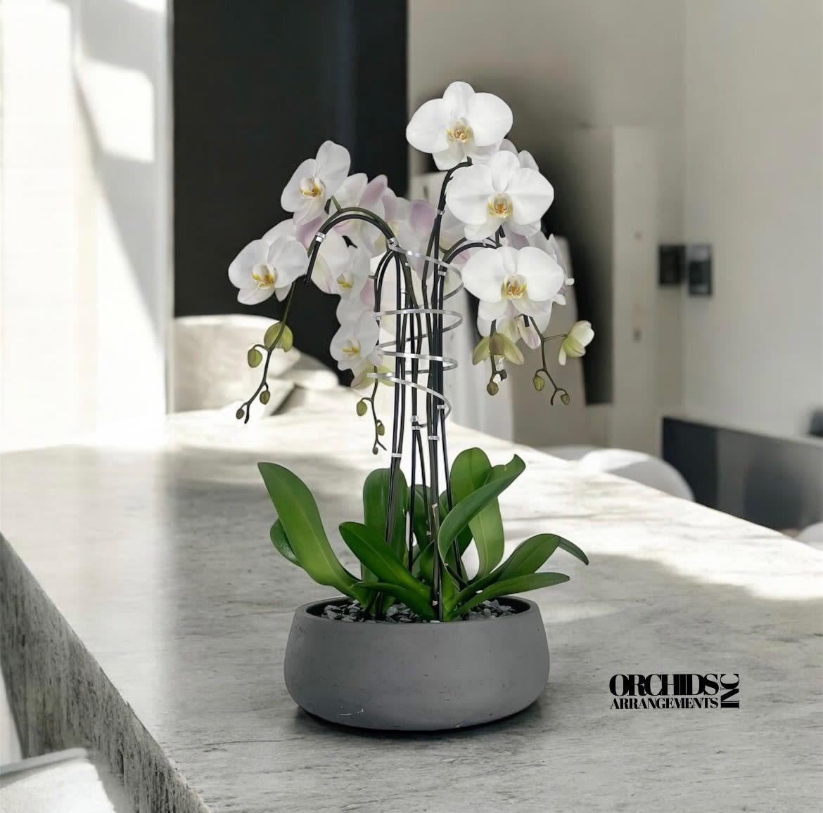 Blossom Orchids Arrangements Miami - A high quality Five white orchids arrangement with a vase 12.5&quot; D X 5&quot; T. An orchids arrangement deliver for any occasion design with fresh natural real beautiful Phalaenopsis cascade orchids plants minimalist decor.  
