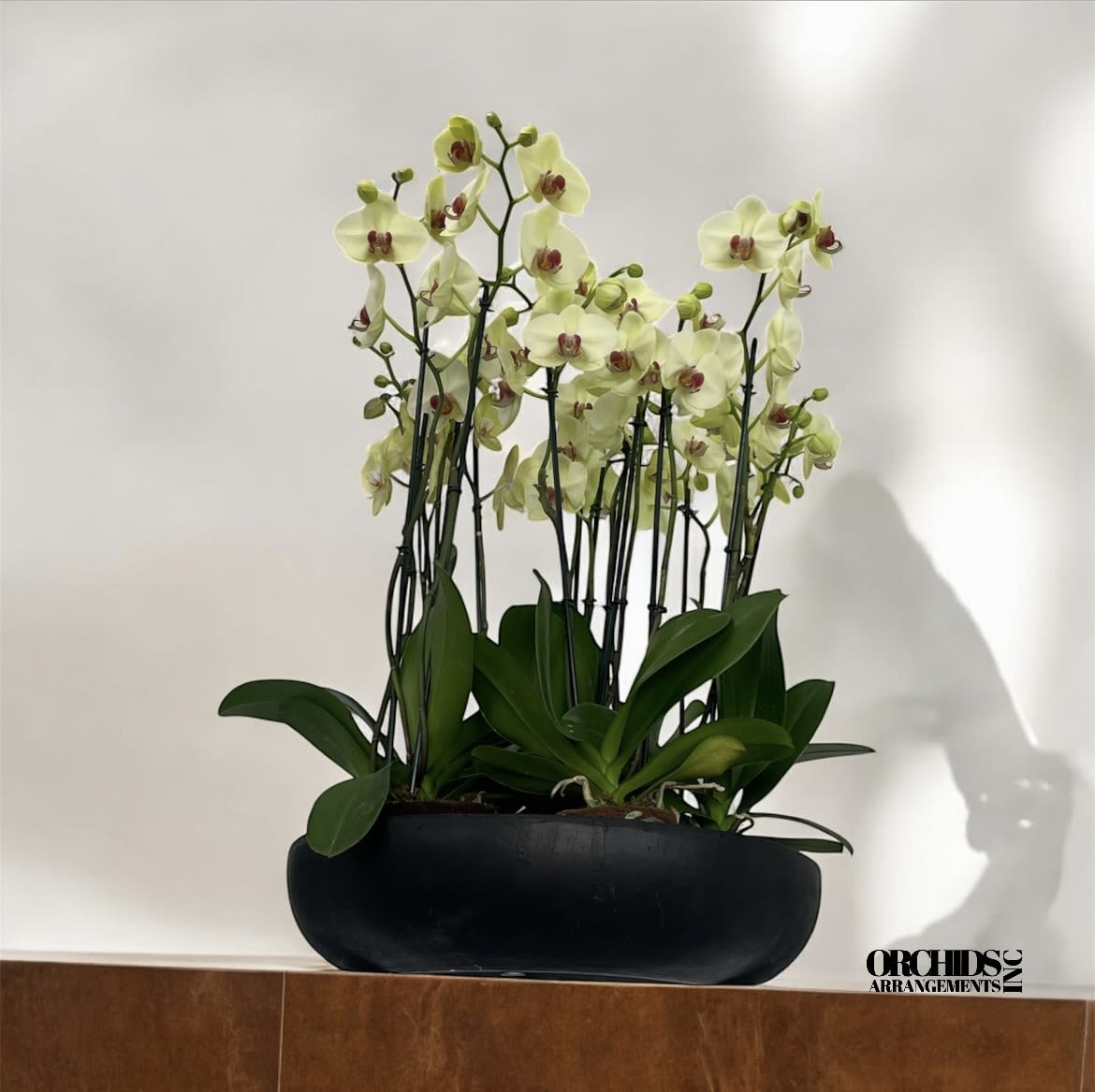 Ritzy Orchids Arrangements Miami - A high quality Twenty yellow orchids arrangement with a vase 19&quot; D X 5&quot; T. An orchids arrangement deliver for any occasion design with fresh natural real beautiful Phalaenopsis cascade orchids plants minimalist decor. 