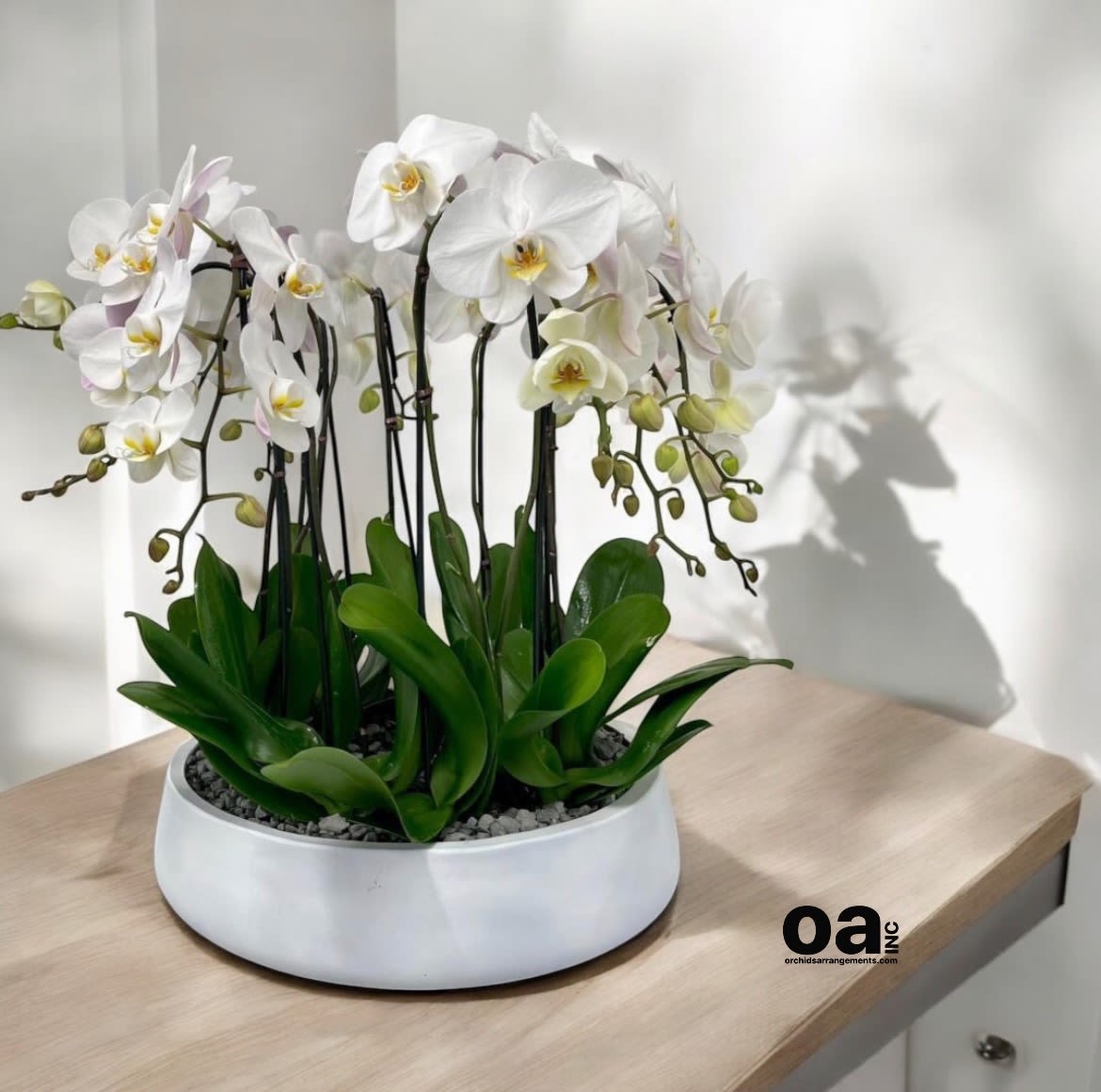 Blush Orchids Arrangements Miami - A high quality Fifteen white orchids arrangement with a vase 20&quot; D X 7&quot; T. An orchids arrangement deliver for any occasion design with fresh natural real beautiful Phalaenopsis cascade orchids plants minimalist decor.
