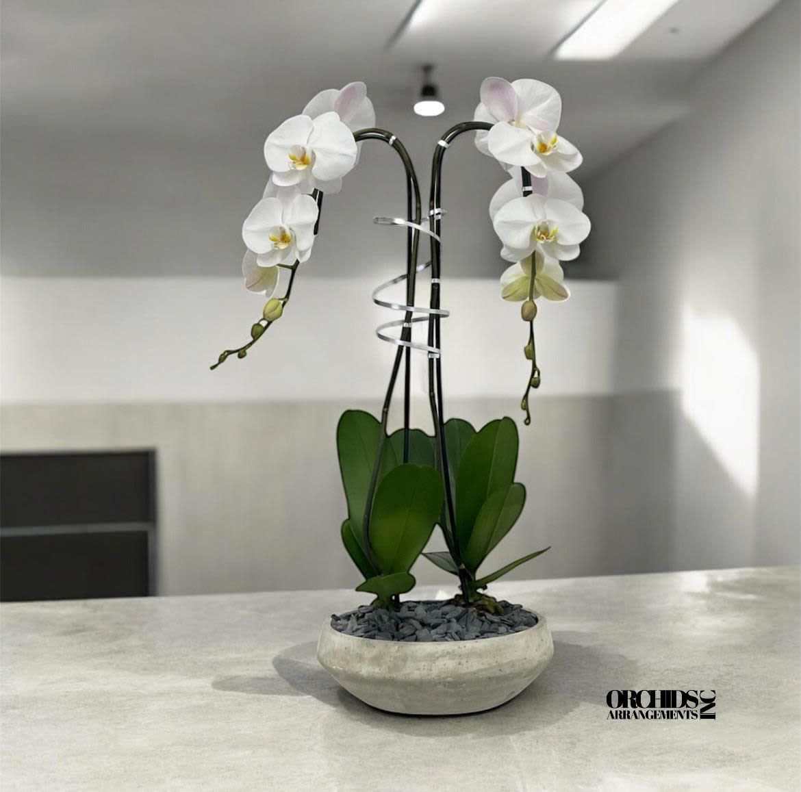 Same Day Orchids Arrangements Miami - A high quality Double white orchids arrangement with a vase 10&quot; D X 3&quot; T. An orchids arrangement deliver for any occasion design with fresh natural real beautiful Phalaenopsis cascade orchids plants minimalist decor.