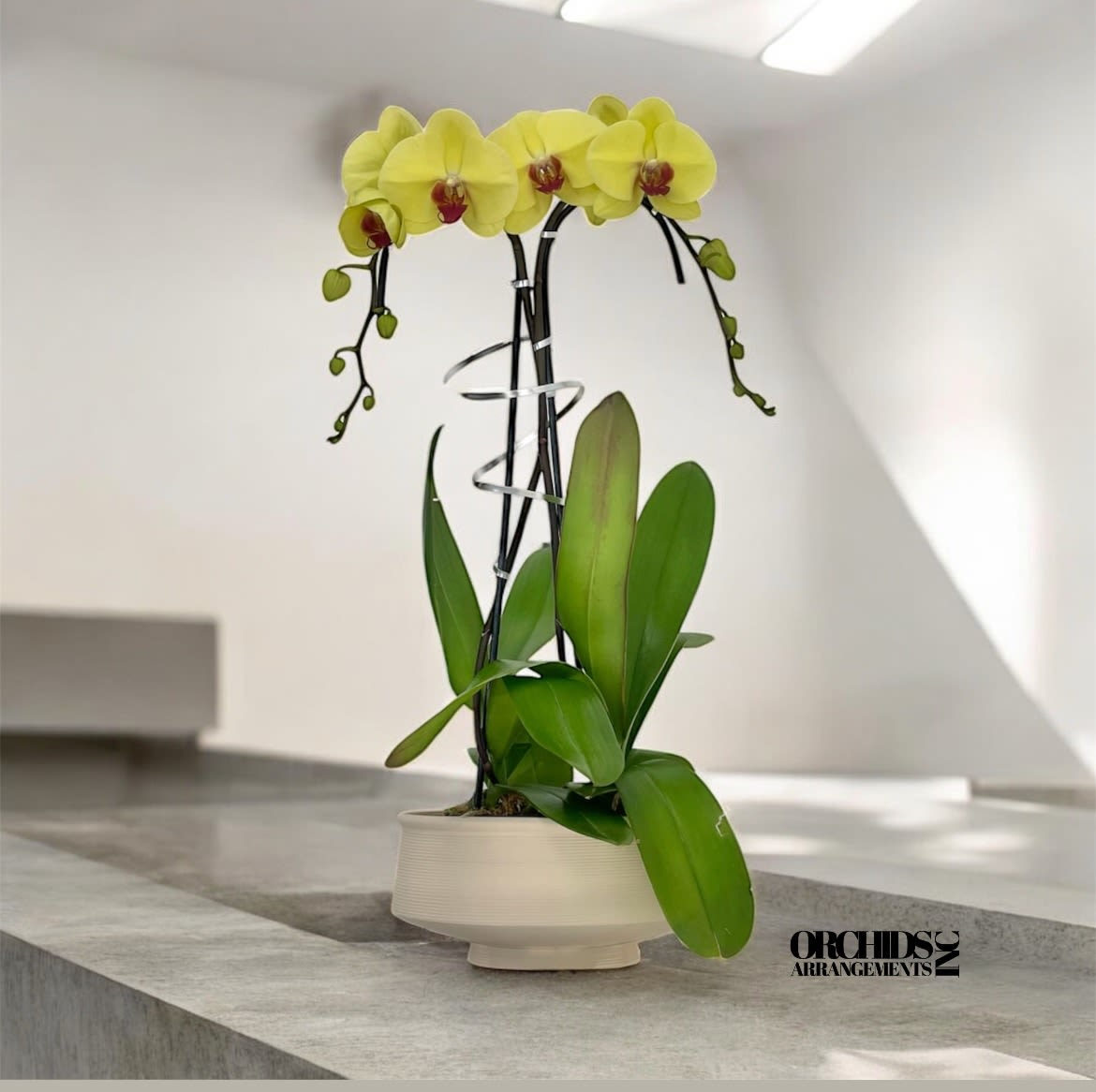 Bouquet Orchids Arrangements Miami - A high quality Double yellow orchids arrangement with a vase 9.5&quot; D X 4&quot; T. An orchids arrangement deliver for any occasion design with fresh natural real beautiful Phalaenopsis cascade orchids plants minimalist decor. 