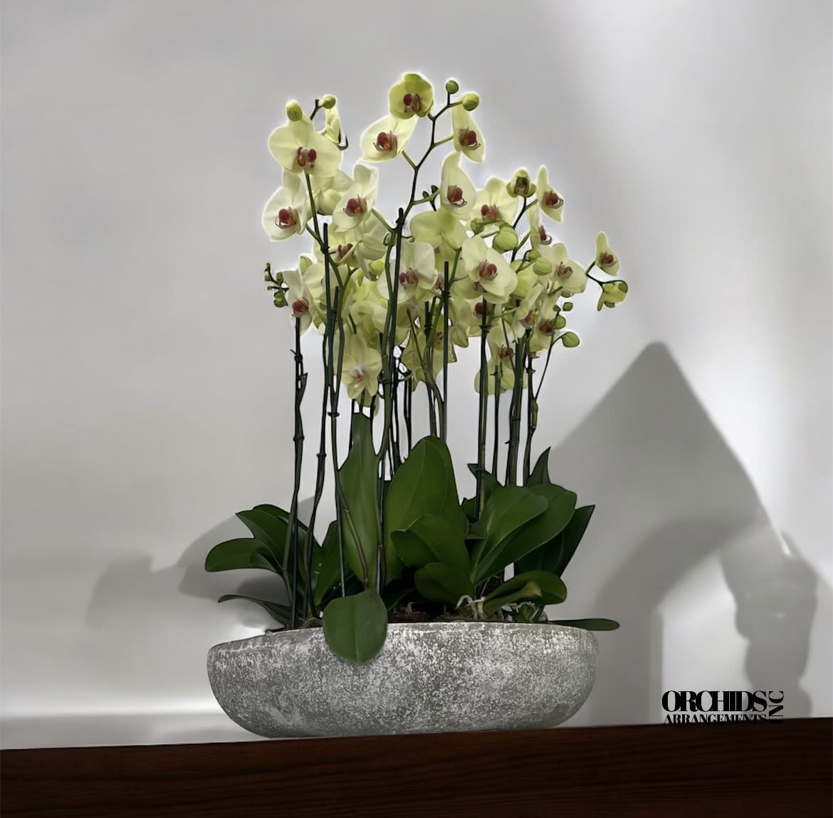 Hand-designed Orchids Arrangements Miami - A high quality Twenty yellow orchids arrangement with a vase 20&quot; D X 4&quot; T. An orchids arrangement deliver for any occasion design with fresh natural real beautiful Phalaenopsis cascade orchids plants minimalist decor. 