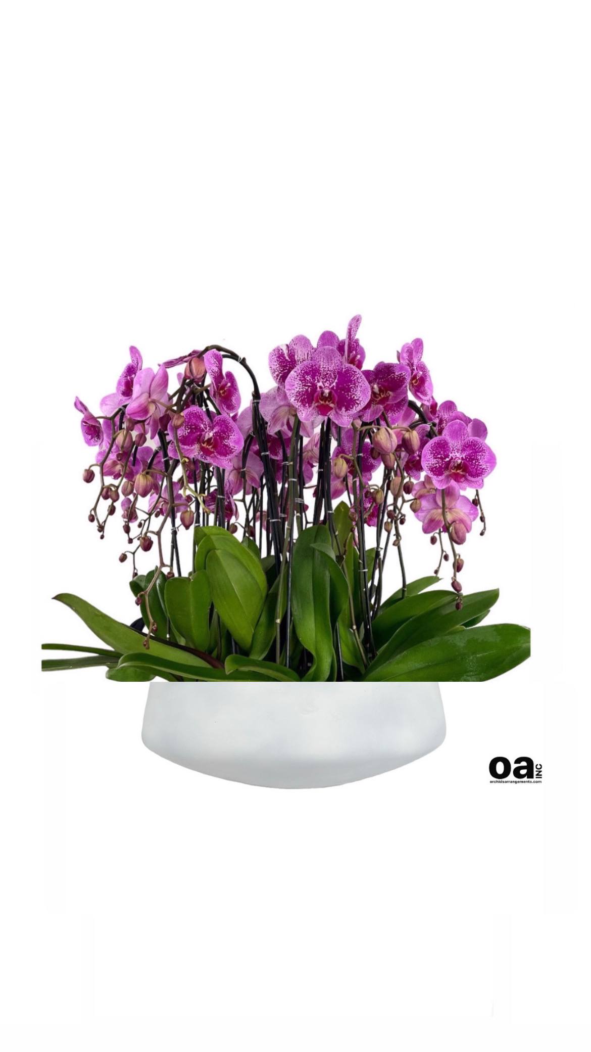 Bouquet Orchids Arrangement Miami - A high quality Thirteen purple orchids arrangement with a vase 20&quot; D X 7&quot; T. An orchids arrangement deliver for any occasion design with fresh natural real beautiful Phalaenopsis cascade orchids plants minimalist decor.
