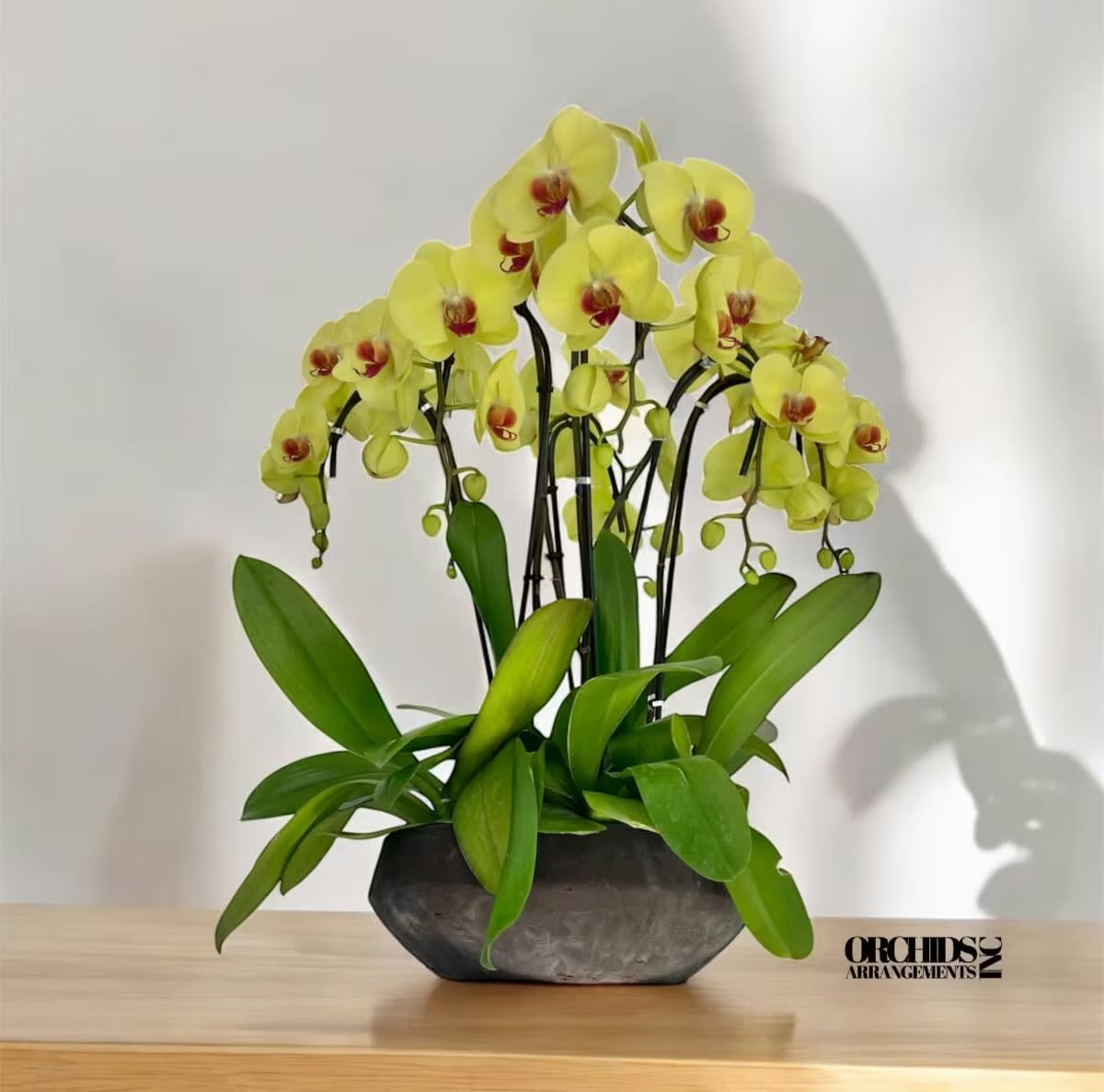 Hand-selected Orchids Arrangements Miami - A high quality Seven yellow orchids arrangement with a vase 14&quot; D X 5&quot; T. An orchids arrangement deliver for any occasion design with fresh natural real beautiful Phalaenopsis cascade orchids plants minimalist decor.