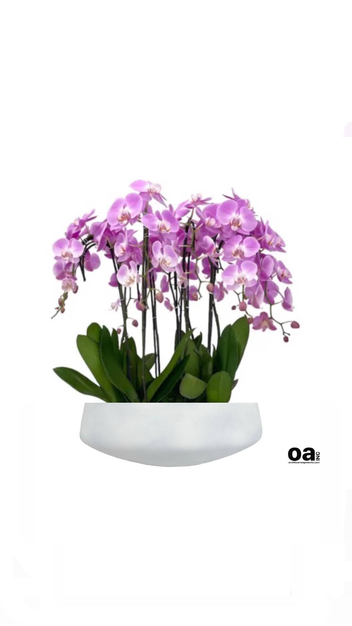 Brightly Orchids Arrangements Miami - A high quality Fifteen pink orchids arrangement with a vase 20&quot; D X 7&quot; T. An orchids arrangement deliver for any occasion design with fresh natural real beautiful Phalaenopsis cascade orchids plants minimalist decor. 