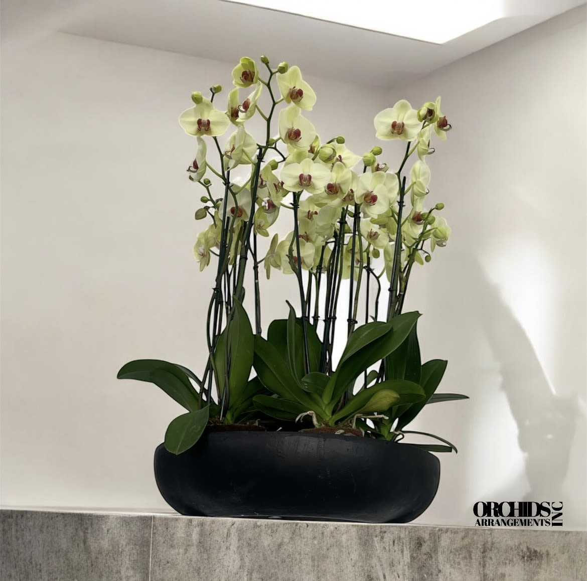 Brightness Orchids Arrangements Miami - A high quality Sixteen yellow orchids arrangement with a vase 20&quot; D X 4&quot; T. An orchids arrangement deliver for any occasion design with fresh natural real beautiful Phalaenopsis cascade orchids plants minimalist decor.