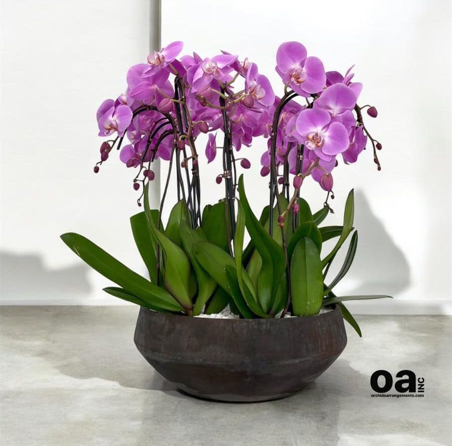 Harmonious Orchids Arrangements Miami - A high quality Eight pink orchids arrangement with a vase 14&quot; D X 5&quot; T. An orchids arrangement deliver for any occasion design with fresh natural real beautiful Phalaenopsis cascade orchids plants minimalist decor.