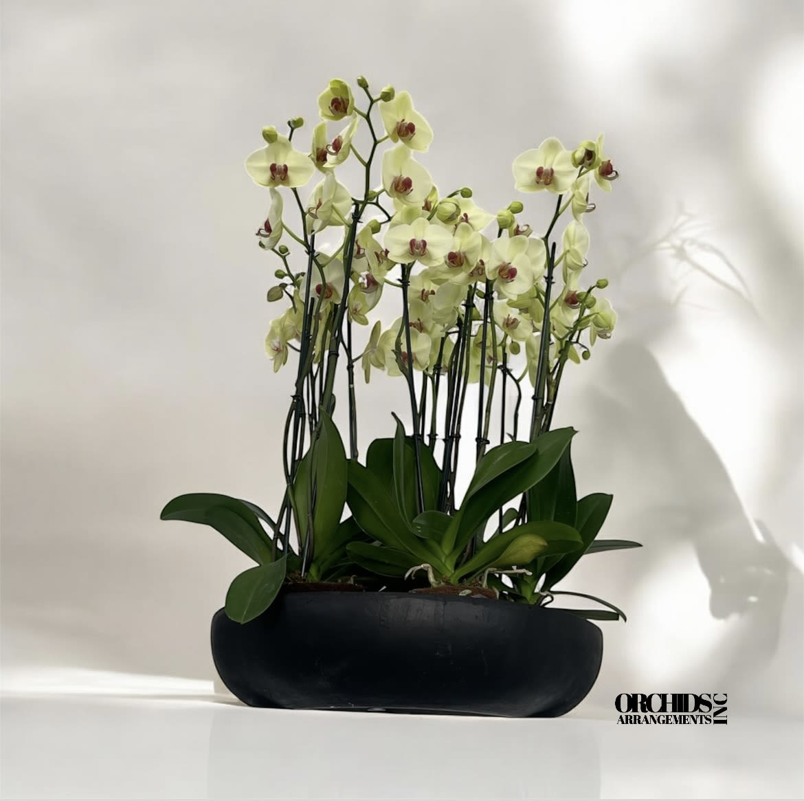 Sensational Orchids Arrangements Miami Sensational Orchids Arrangements Miami - A high quality Thirteen yellow orchids arrangement with a vase 20" D X 4" T. An orchids arrangement deliver for any occasion design with fresh natural real beautiful Phalaenopsis cascade orchids plants minimalist decor.