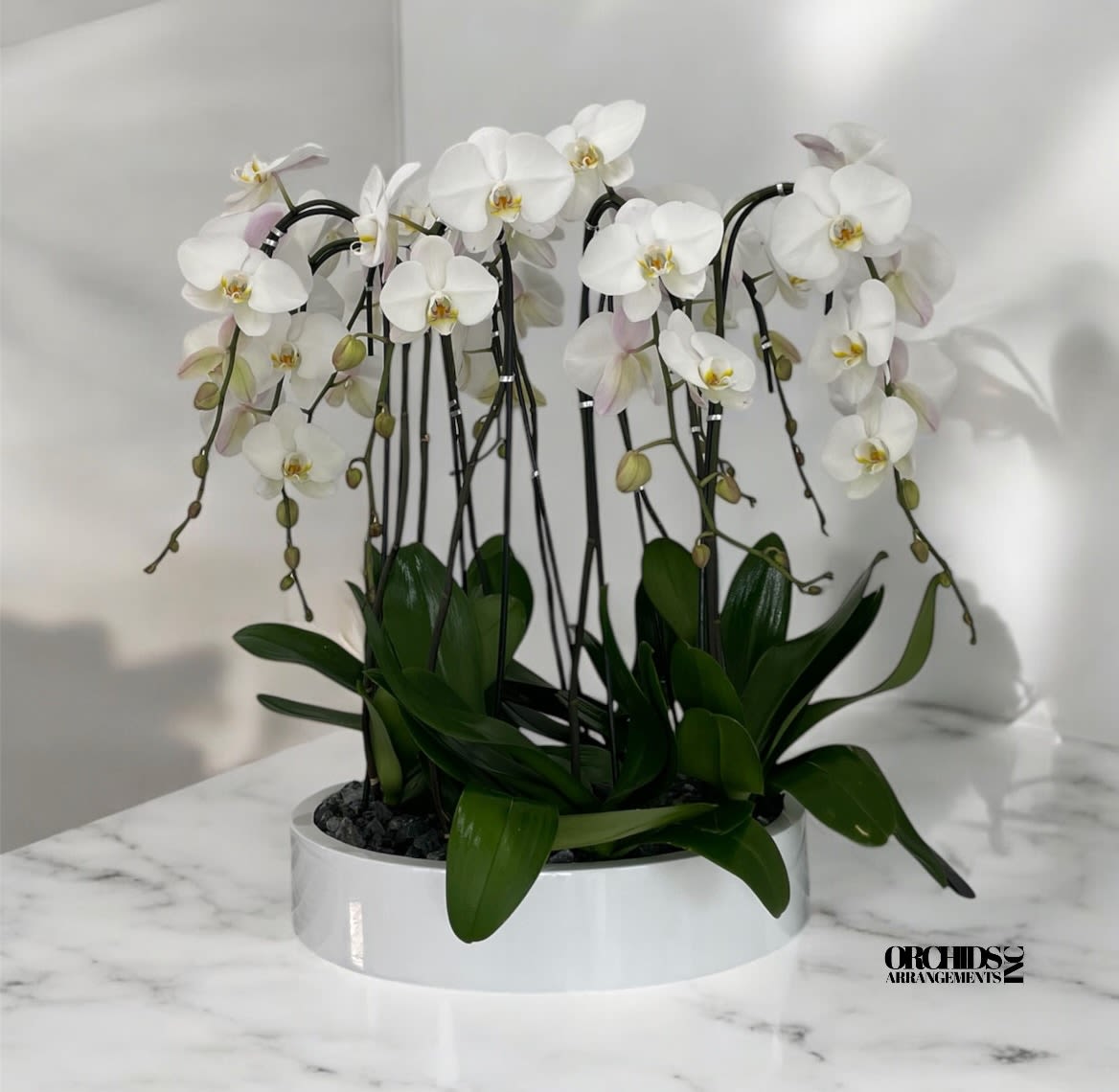 Brilliant Orchids Arrangements Miami - A high quality Fifteen white orchids arrangement with a vase 19.5&quot; D X 4&quot; T. An orchids arrangement deliver for any occasion design with fresh natural real beautiful Phalaenopsis cascade orchids plant.