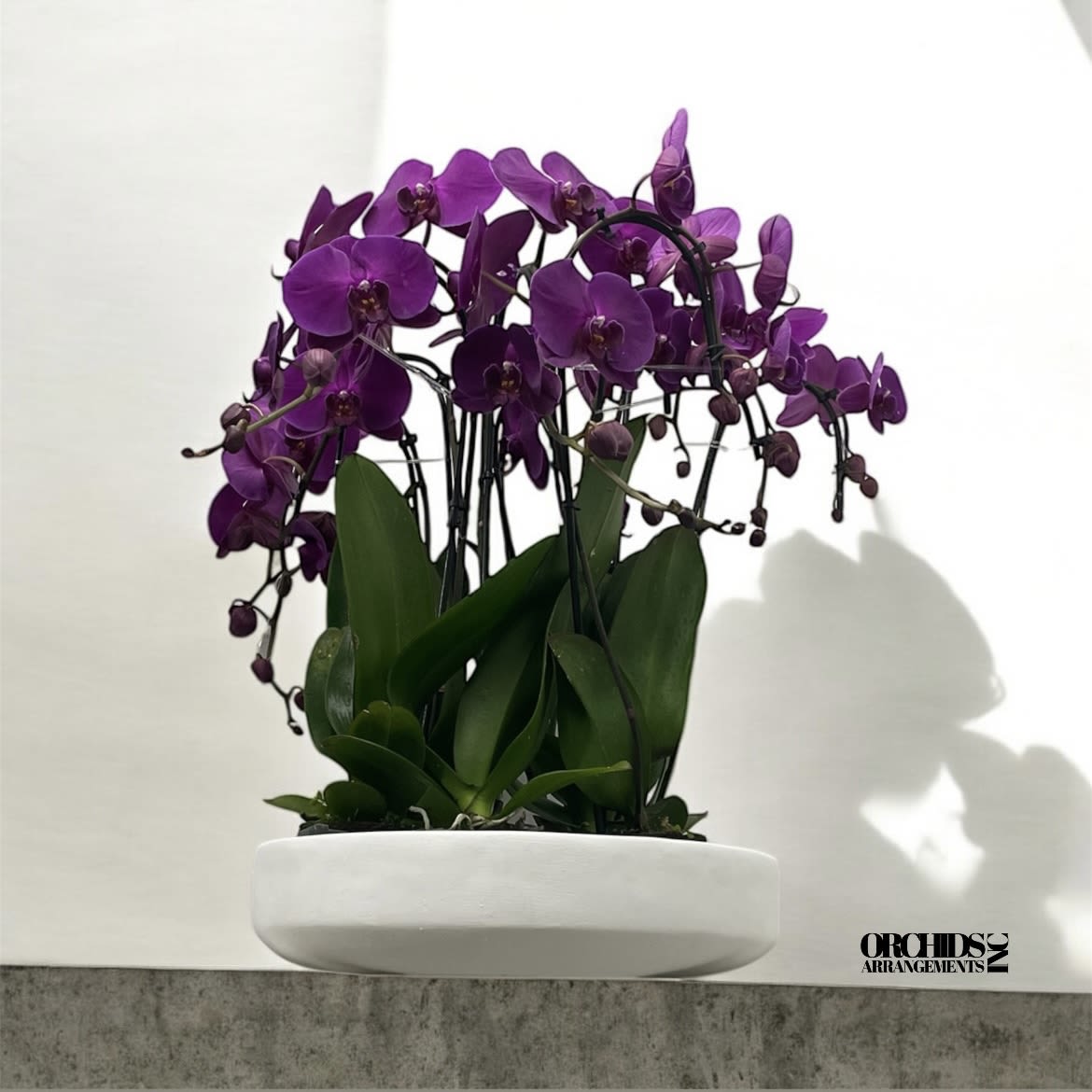 Honeyed Orchids Arrangements Miami Honeyed Orchids Arrangements Miami - A high quality Ten purple orchids arrangement with a vase 15.5" D X 4.25" T. An orchids arrangement deliver for any occasion design with fresh natural real beautiful Phalaenopsis cascade orchids plants minimalist decor.
