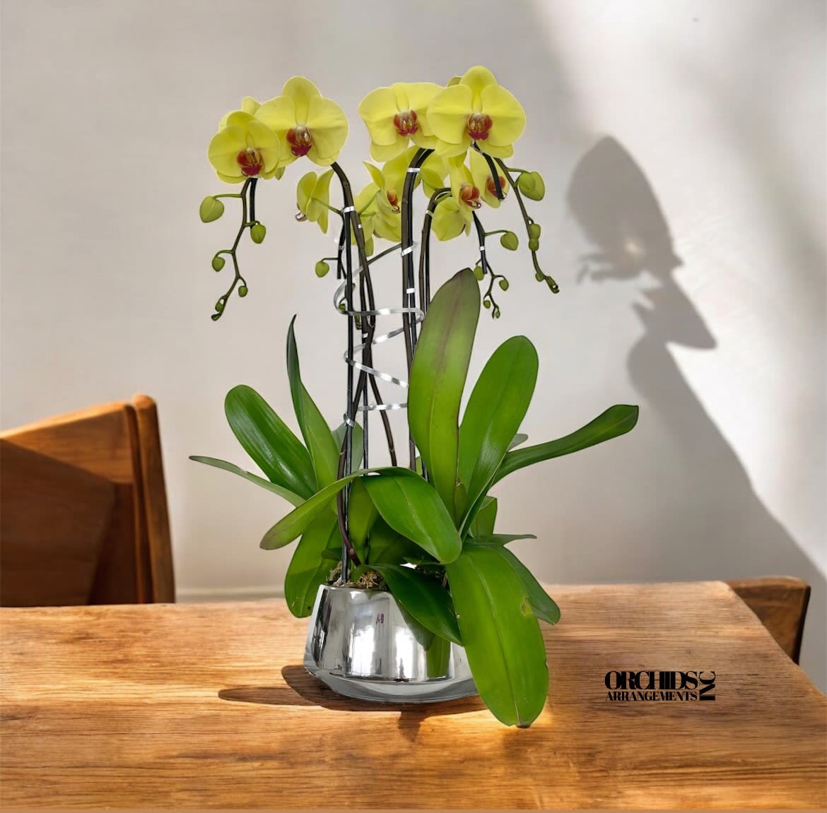 Iconic Orchids Arrangements Miami - A high quality Five Yellow orchids arrangement with a vase 9&quot; D X 4.5&quot; T. An orchids arrangement deliver for any occasion design with fresh natural real beautiful Phalaenopsis cascade orchids plants minimalist decor. 