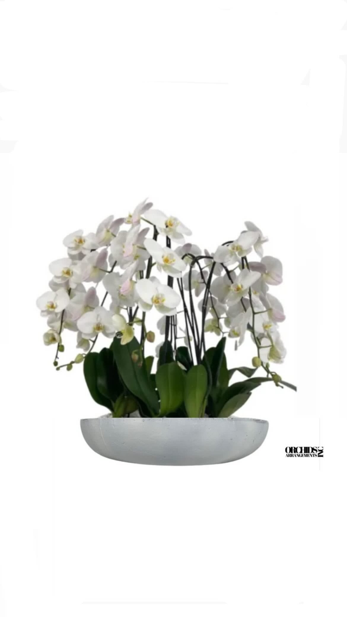 Serenity Orchids Arrangements Miami - A high quality Nineteen white orchids arrangement with a vase 18&quot; D X 4&quot; T. An orchids arrangement deliver for any occasion design with fresh natural real beautiful Phalaenopsis cascade orchids plants minimalist decor.
