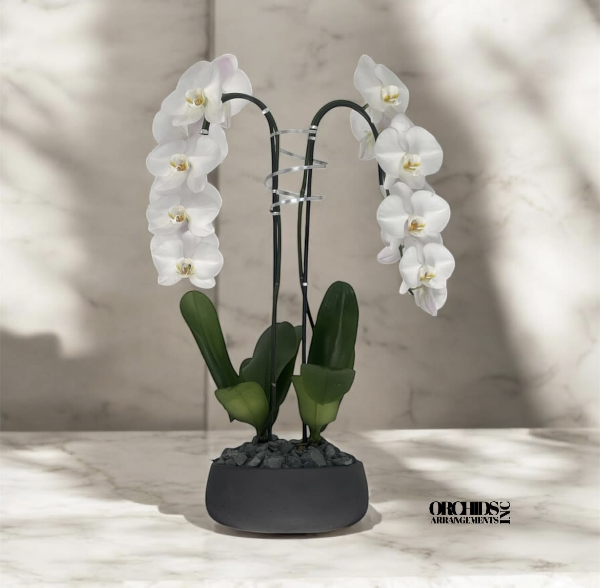 Centerpiece Orchids Arrangements Miami - A high quality Double white orchids arrangement with a vase 8.5&quot; D X 3&quot; T. An orchids arrangement deliver for any occasion design with fresh natural real beautiful Phalaenopsis cascade orchids plants minimalist decor. 