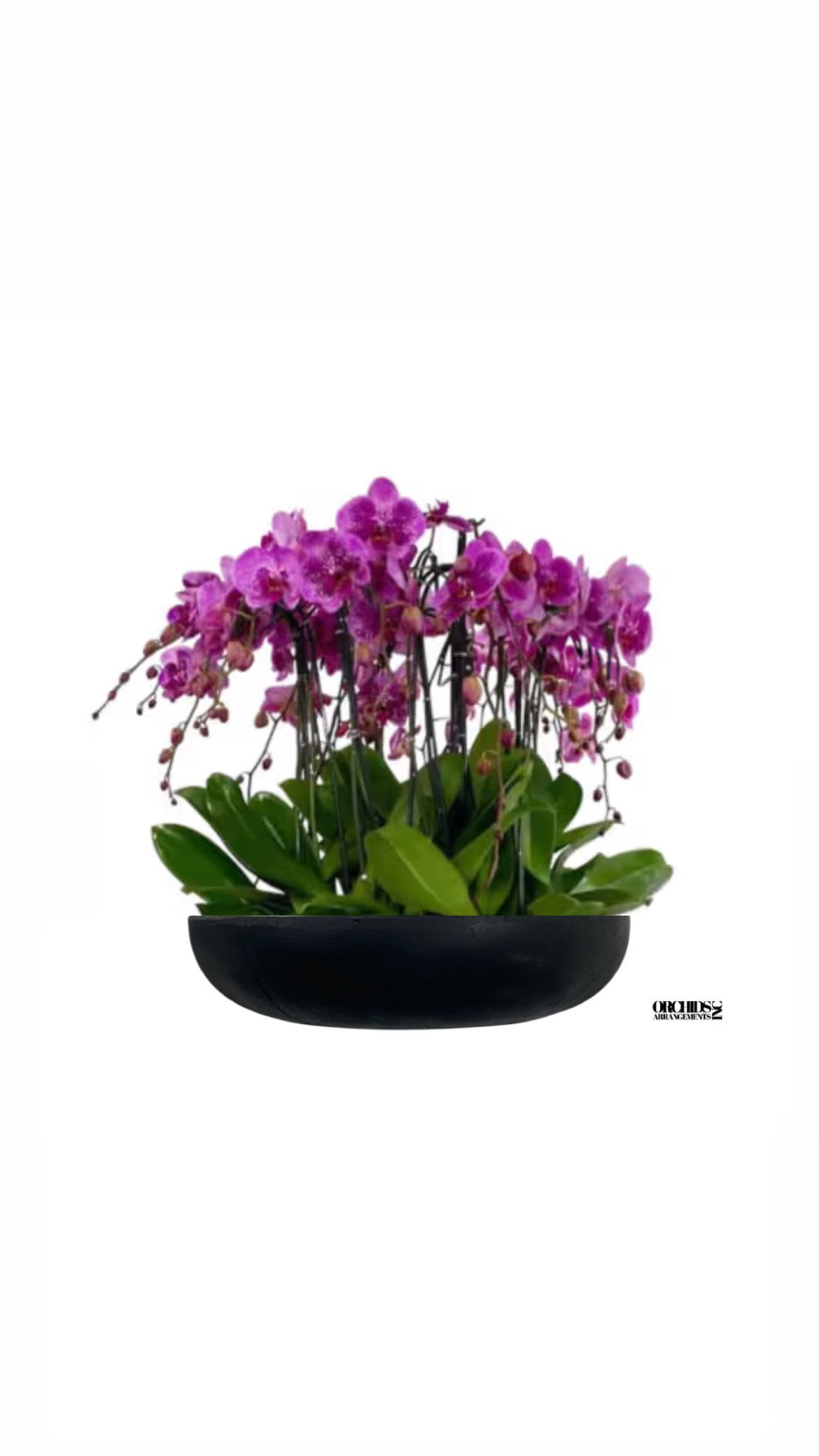 Charming Orchids Arrangement Miami - A high quality Twelve purple orchids arrangement with a vase 20&quot; D X 4&quot; T. An orchids arrangement deliver for any occasion design with fresh natural real beautiful Phalaenopsis cascade orchids plants minimalist decor.