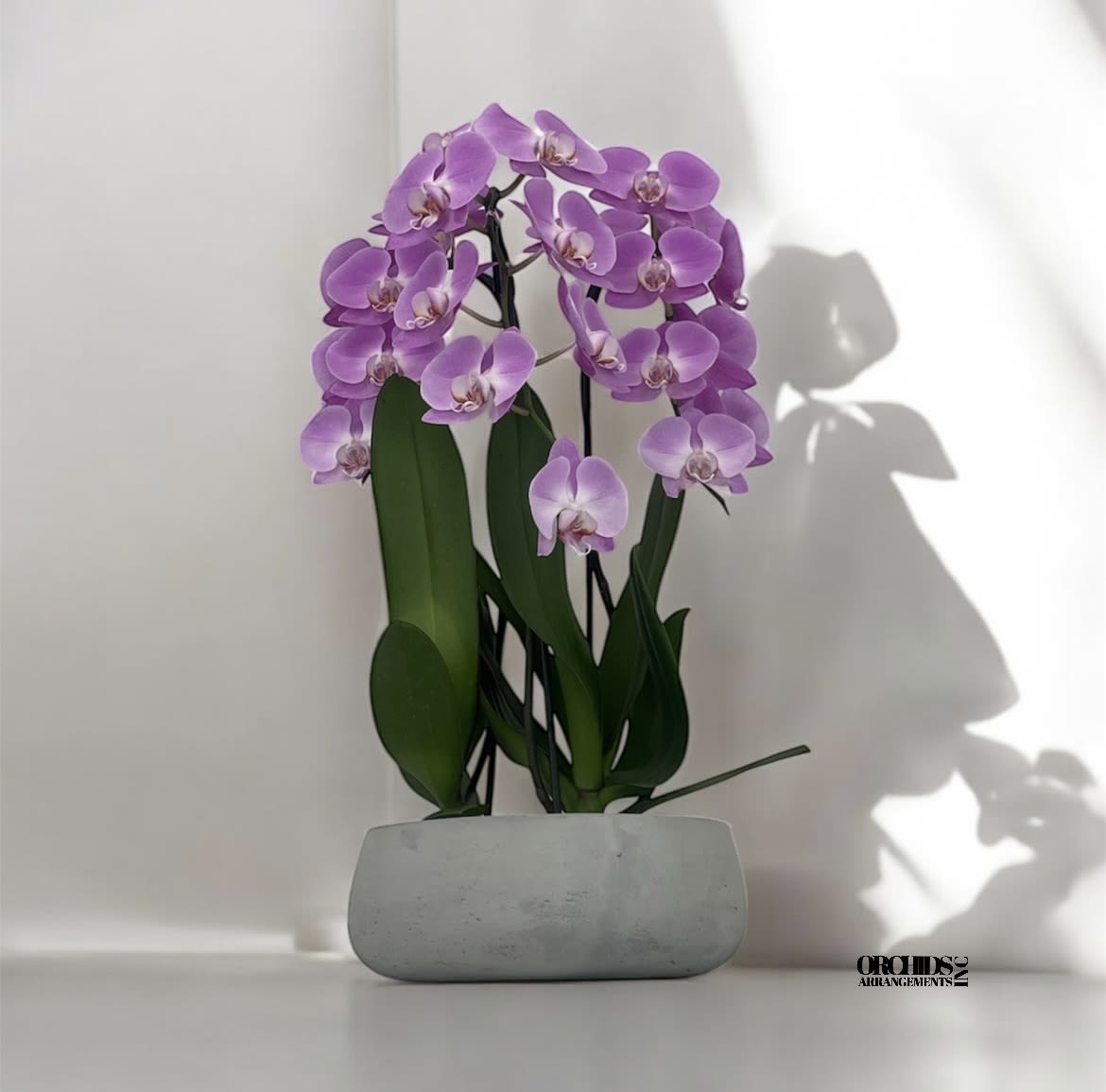 Simply Orchids Arrangements Miami - A high quality Triple pink orchids arrangement with a vase 8.5&quot; D X 4&quot; T. An orchids arrangement deliver for any occasion design with fresh natural real beautiful Phalaenopsis cascade orchids plants minimalist decor.