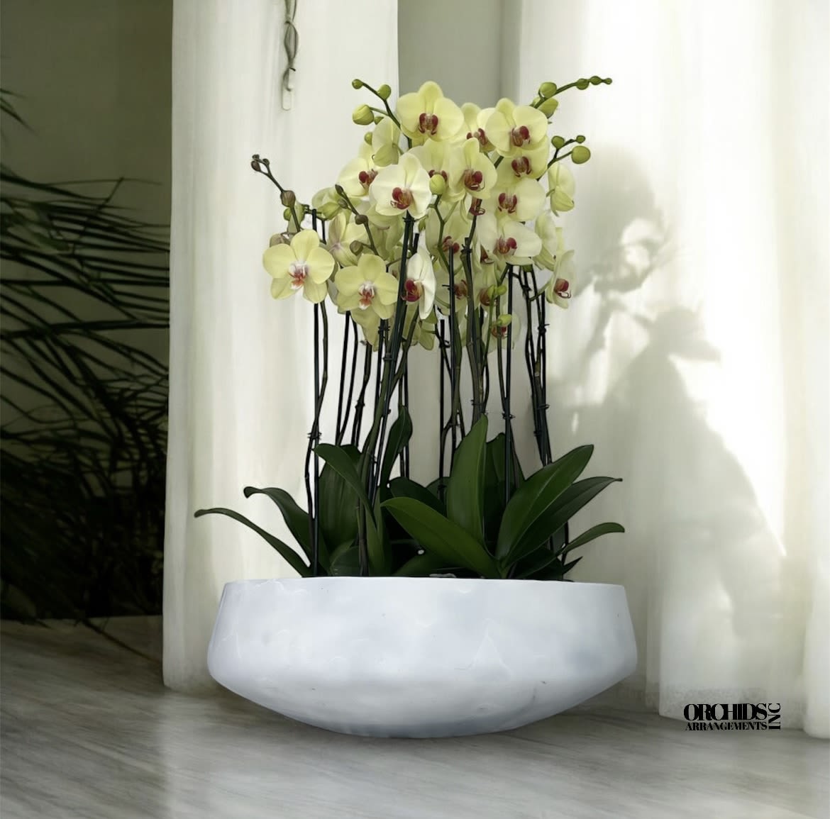 Choicest Orchids Arrangements Miami - A high quality Nineteen yellow orchids arrangement with a vase 20&quot; D X 7&quot; T. An orchids arrangement deliver for any occasion design with fresh natural real beautiful Phalaenopsis cascade orchids plants minimalist decor.