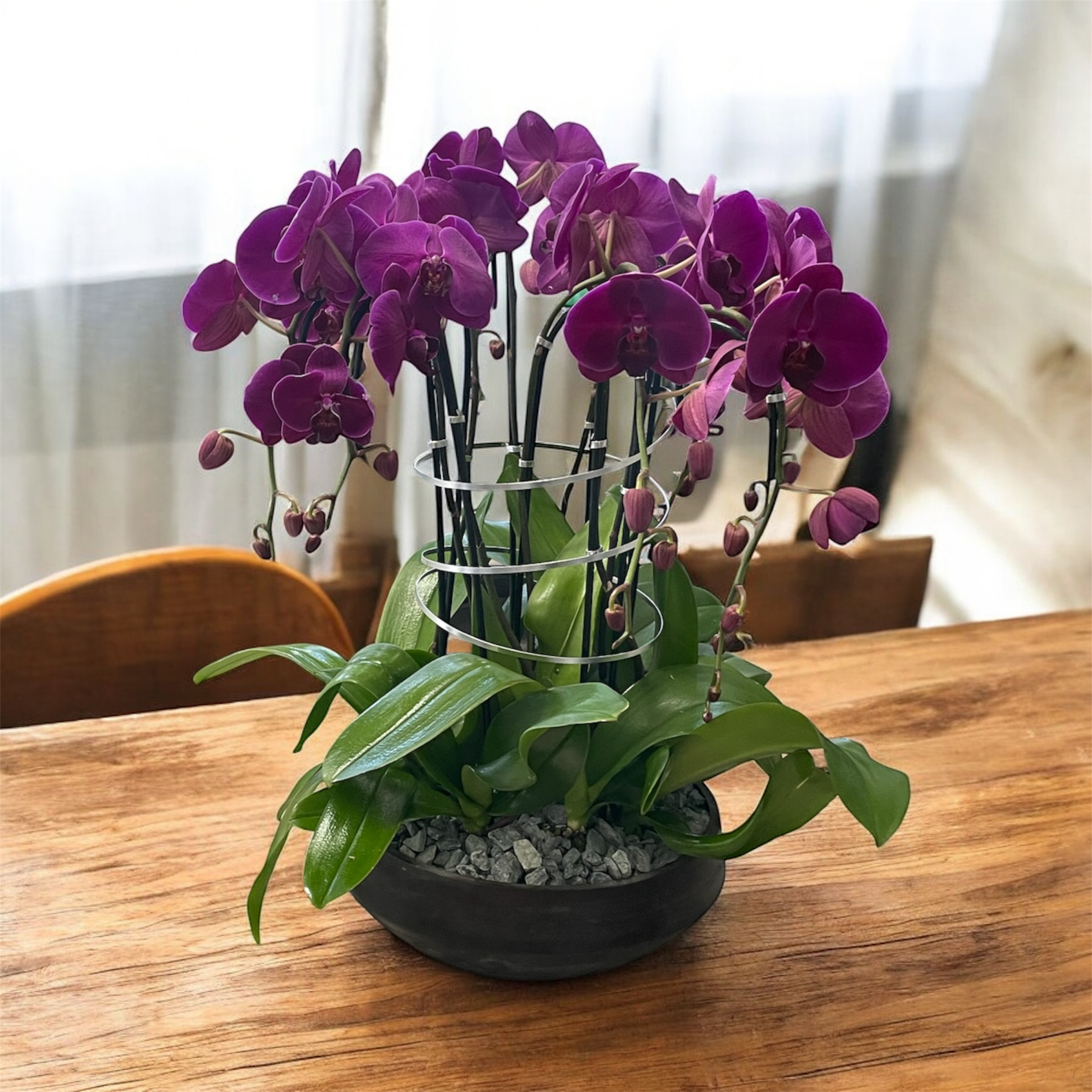 Soft Orchids Arrangements Miami - A high quality Eight purple orchids arrangement with a vase 14&quot; D X 5&quot; T. An orchids arrangement deliver for any occasion design with fresh natural real beautiful Phalaenopsis cascade orchids plants minimalist decor. 