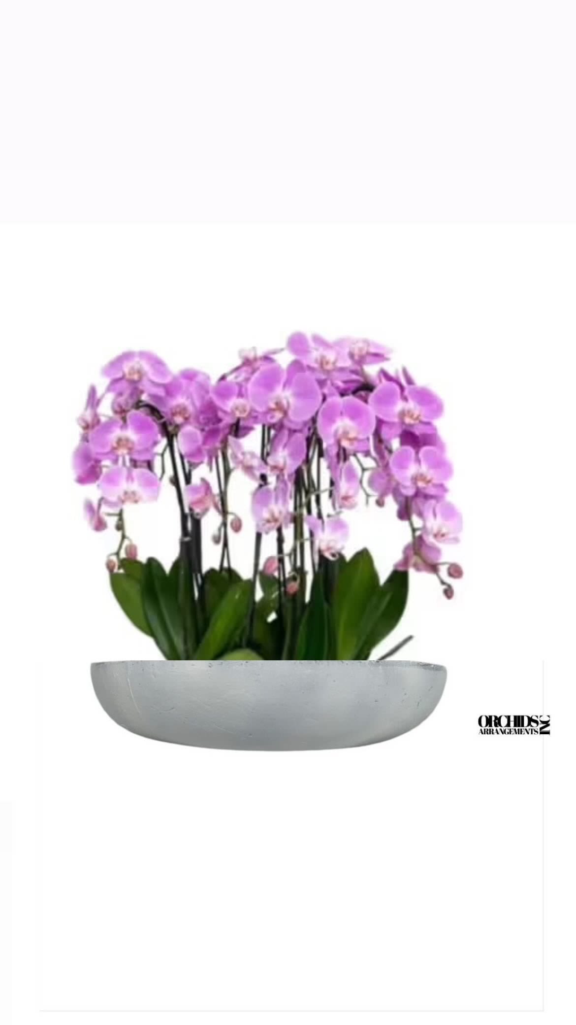 Clustered Orchids Arrangement Miami - A high quality Twelve pink orchids arrangement with a vase 20&quot; D X 4&quot; T. An orchids arrangement deliver for any occasion design with fresh natural real beautiful Phalaenopsis cascade orchids plants minimalist decor. 