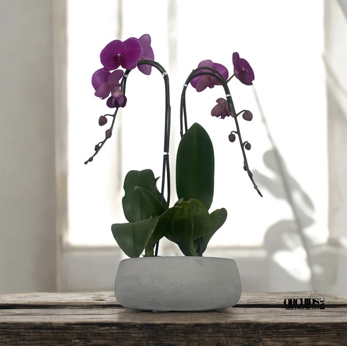 Special Orchids Arrangements Miami - A high quality Double purple orchids arrangement with a vase 8.5&quot; D X 4&quot; T. An orchids arrangement deliver for any occasion design with fresh natural real beautiful Phalaenopsis cascade orchids plants minimalist decor.