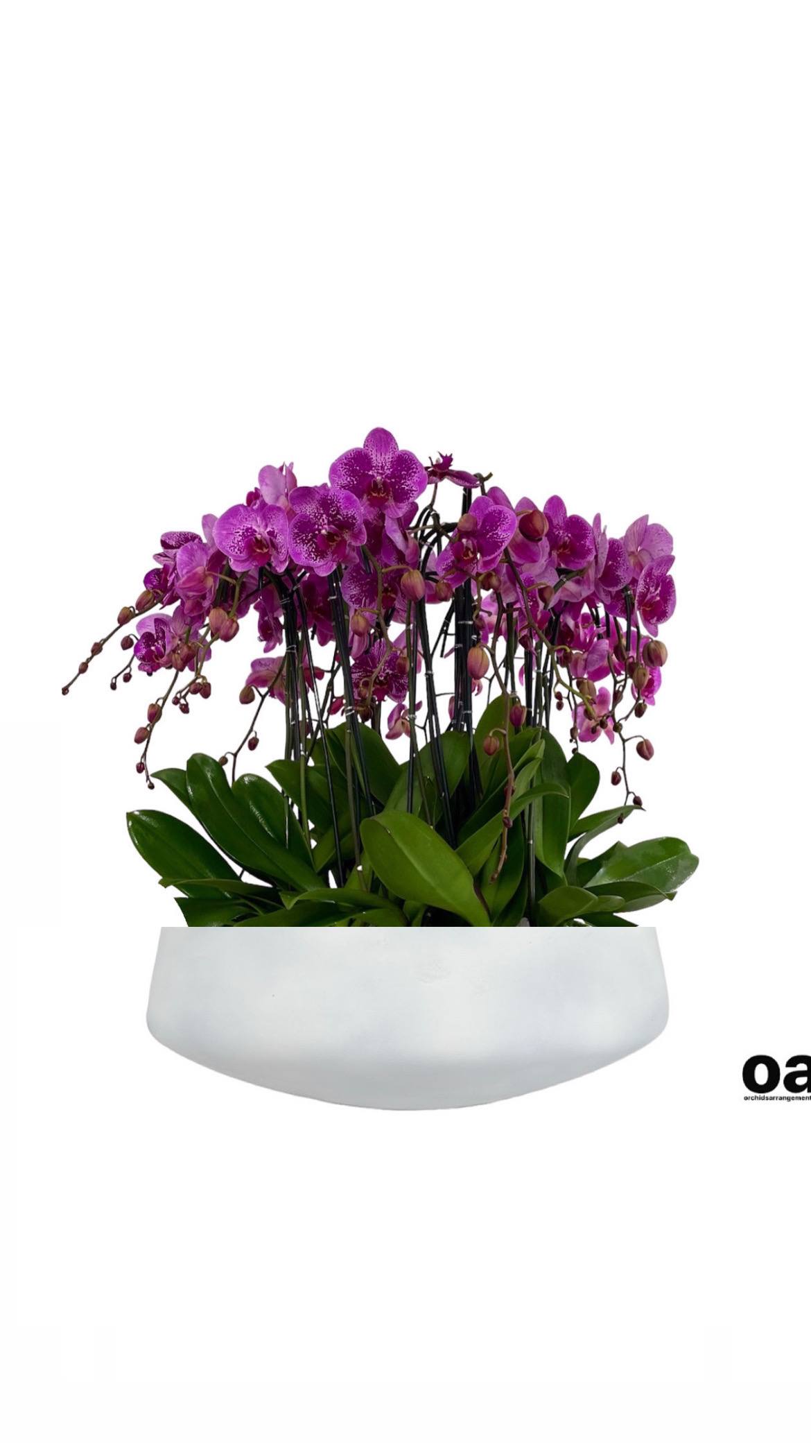 Coloured Orchids Arrangements Miami - A high quality Nineteen purple orchids arrangement with a vase 20&quot; D X 7&quot; T. An orchids arrangement deliver for any occasion design with fresh natural real beautiful Phalaenopsis cascade orchids plants minimalist decor. 