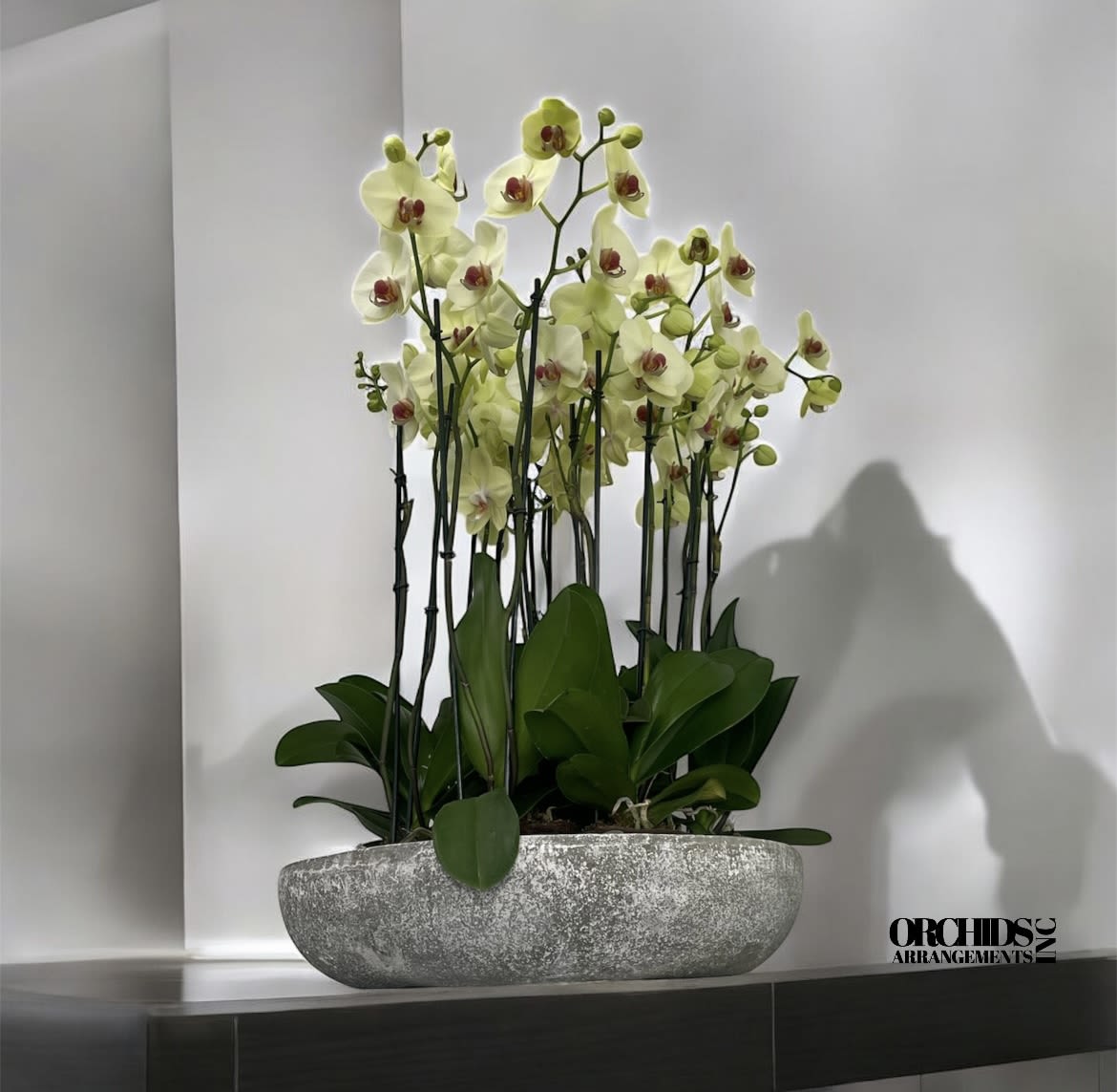 Complementary Orchids Arrangement Miami - A high quality Twelve yellow orchids arrangement with a vase 20&quot; D X 4&quot; T. An orchids arrangement deliver for any occasion design with fresh natural real beautiful Phalaenopsis cascade orchids plants minimalist decor. 