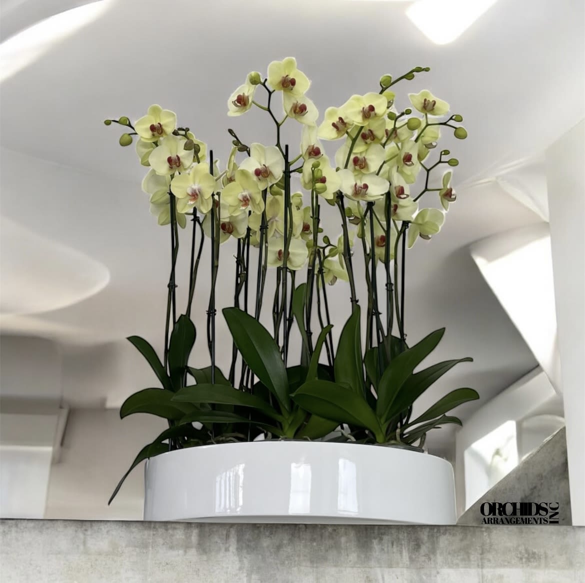 Splendor Orchids Arrangement Miami - A high quality Thirteen yellow orchids arrangement with a vase 19.5&quot; D X 4&quot; T. An orchids arrangement deliver for any occasion design with fresh natural real beautiful Phalaenopsis cascade orchids plants minimalist decor.