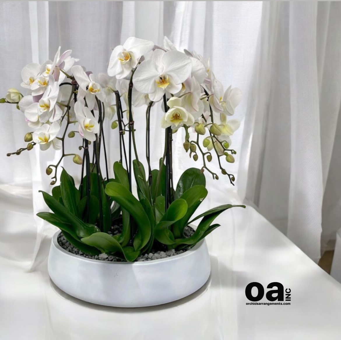 Coveted Orchids Arrangements Miami - A high quality Twelve white orchids arrangement with a vase 20&quot; D X 7&quot; T. An orchids arrangement deliver for any occasion design with fresh natural real beautiful Phalaenopsis cascade orchids plants minimalist decor. 