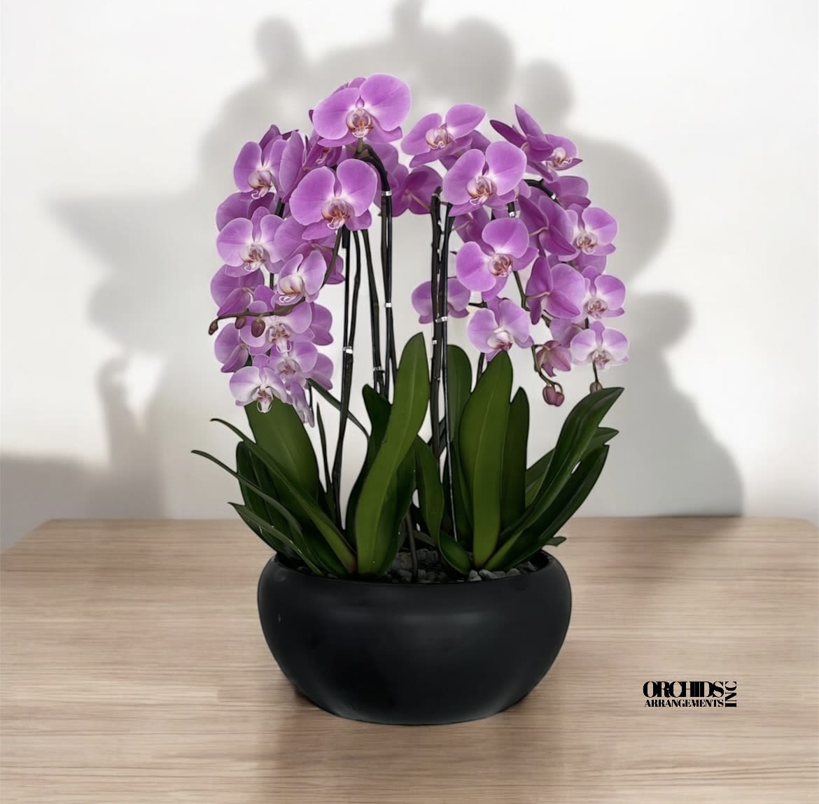Dazzling Orchids Arrangements Miami - A high quality Six pink orchids arrangement with a vase 15&quot; D X 7&quot; T. An orchids arrangement deliver for any occasion design with fresh natural real beautiful Phalaenopsis cascade orchids plants minimalist decor.  
