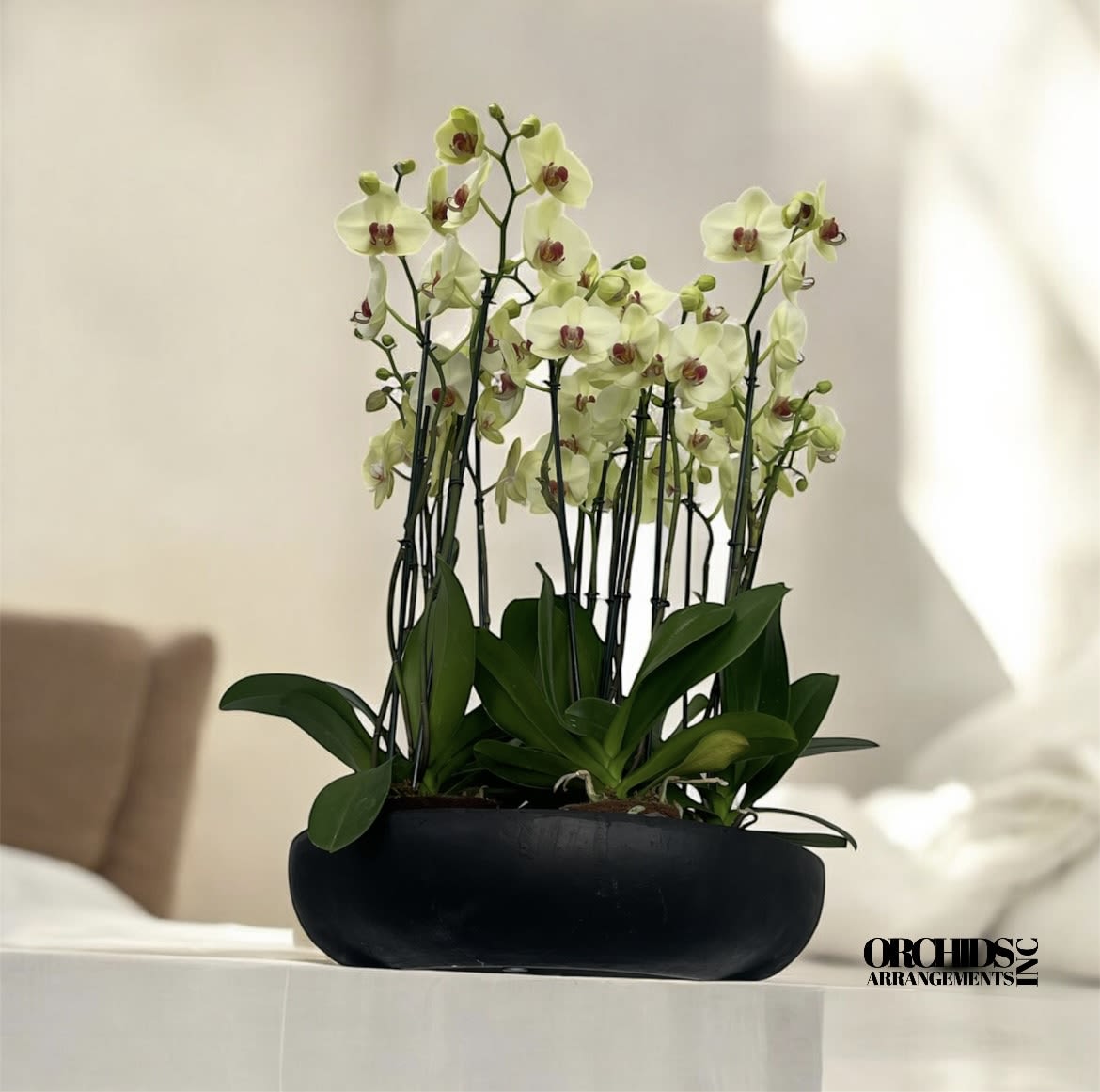 Laugh Orchids Arrangements Miami - A high quality Eighteen yellow orchids arrangement with a vase 20&quot; D X 4&quot; T. An orchids arrangement deliver for any occasion design with fresh natural real beautiful Phalaenopsis cascade orchids plants minimalist decor. 