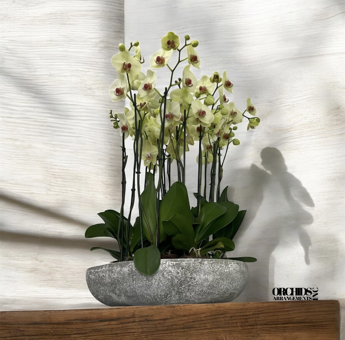 Delighted Orchids Arrangements Miami - A high quality Sixteen yellow orchids arrangement with a vase 20&quot; D X 4&quot; T. An orchids arrangement deliver for any occasion design with fresh natural real beautiful Phalaenopsis cascade orchids plants minimalist decor.