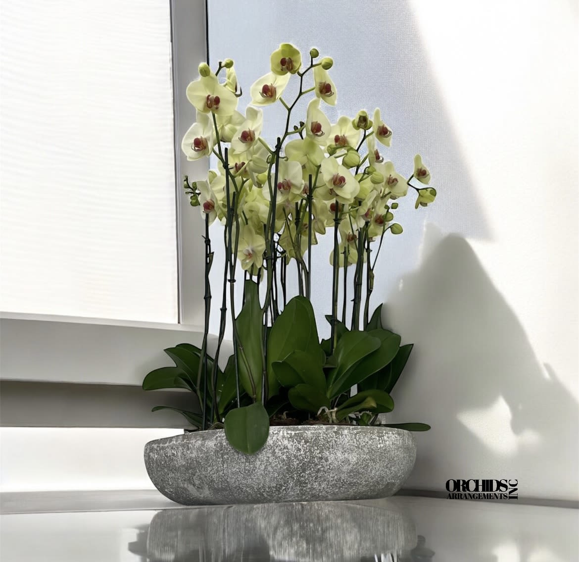 Stylished Orchids Arrangements Miami - A high quality Eighteen yellow orchids arrangement with a vase 20&quot; D X 4&quot; T. An orchids arrangement deliver for any occasion design with fresh natural real beautiful Phalaenopsis cascade orchids plants minimalist decor. 