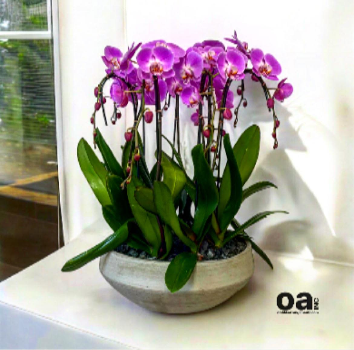 Leafy Orchids Arrangements Miami Leafy Orchids Arrangements Miami - A high quality Ten purple orchids arrangement with a vase 16.5" D X 6" T. An orchids arrangement deliver for any occasion design with fresh natural real beautiful Phalaenopsis cascade orchids plants minimalist decor.