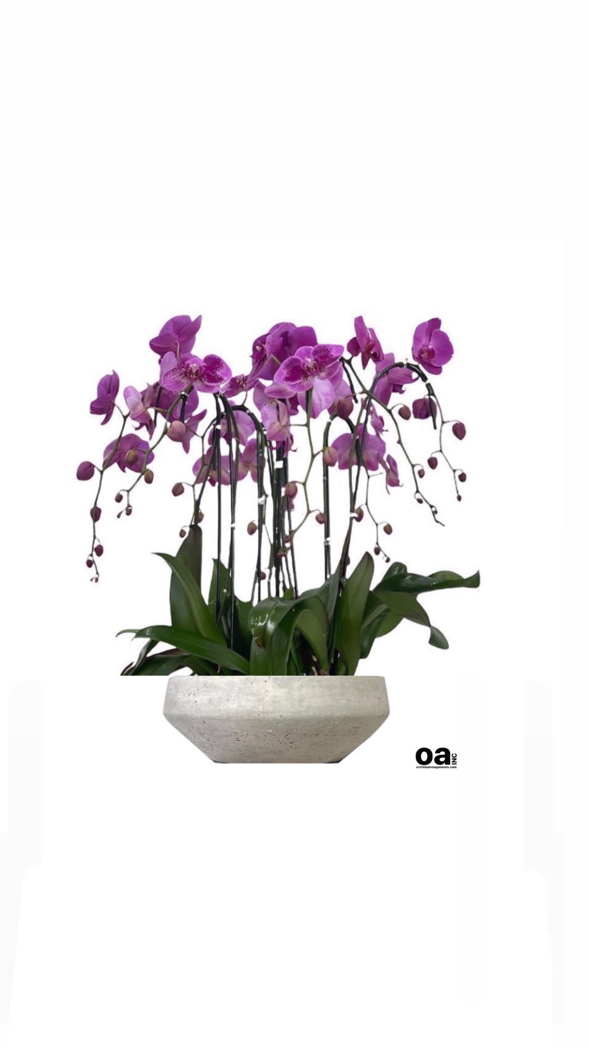 Desirable Orchids Arrangements Miami - A high quality Six purple orchids arrangement with a vase 16.5&quot; D X 6&quot; T. An orchids arrangement deliver for any occasion design with fresh natural real beautiful Phalaenopsis cascade orchids plants minimalist decor.  