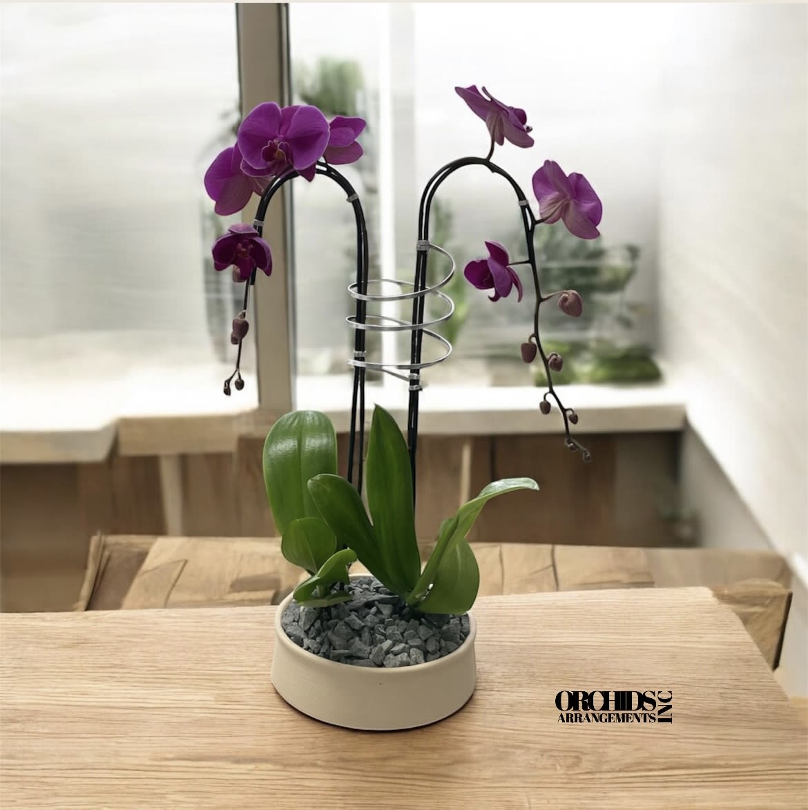 Sumptuous Orchids Arrangements Miami - A high quality Double purple orchids arrangement with a vase 9.5&quot; D X 4&quot; T. An orchids arrangement deliver for any occasion design with fresh natural real beautiful Phalaenopsis cascade orchids plants minimalist decor. 
