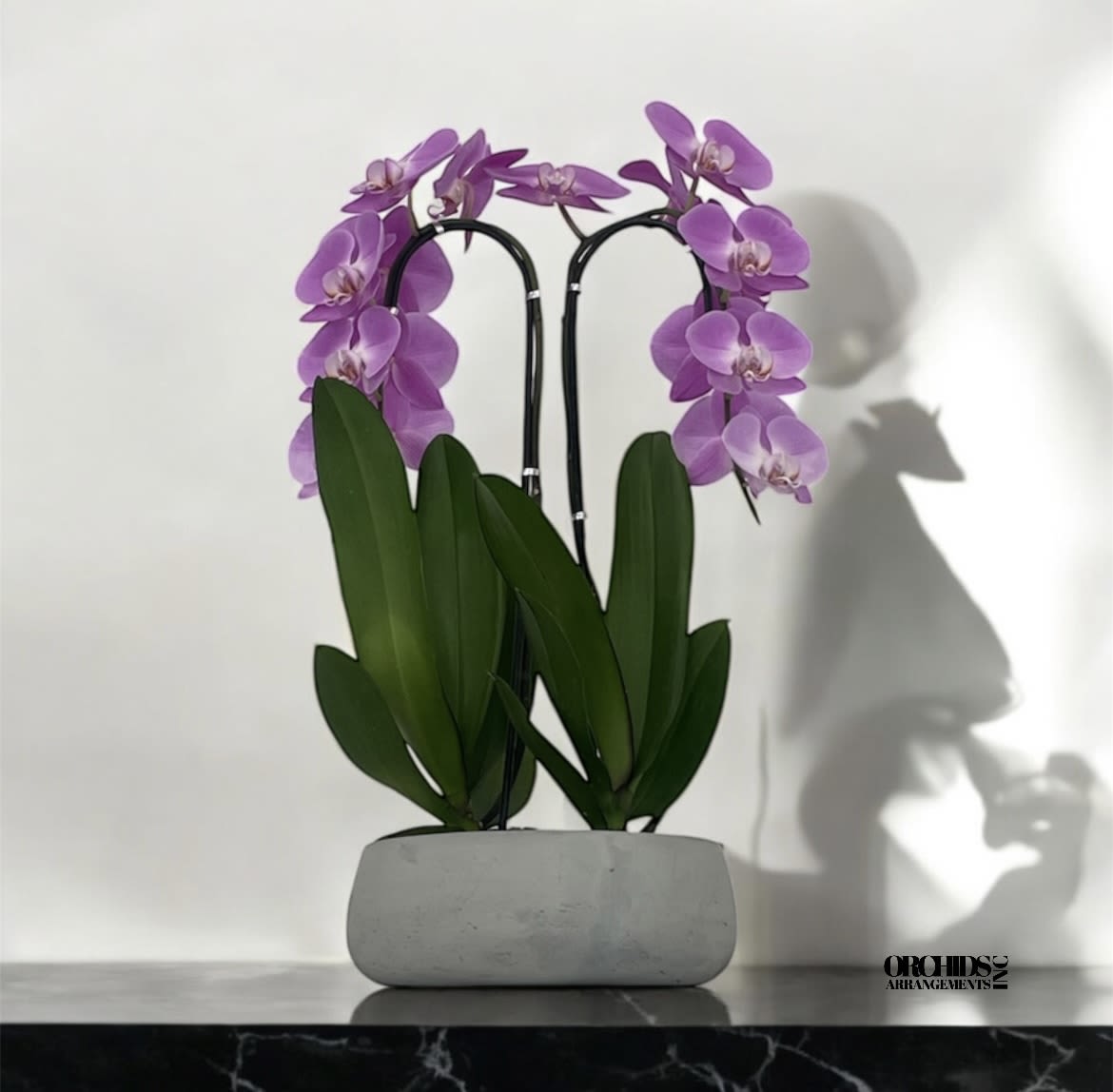 Designed Orchids Arrangements Miami - A high quality Double pink orchids arrangement with a vase 8.5&quot; D X 4&quot; T. An orchids arrangement deliver for any occasion design with fresh natural real beautiful Phalaenopsis cascade orchids plants minimalist decor. 
