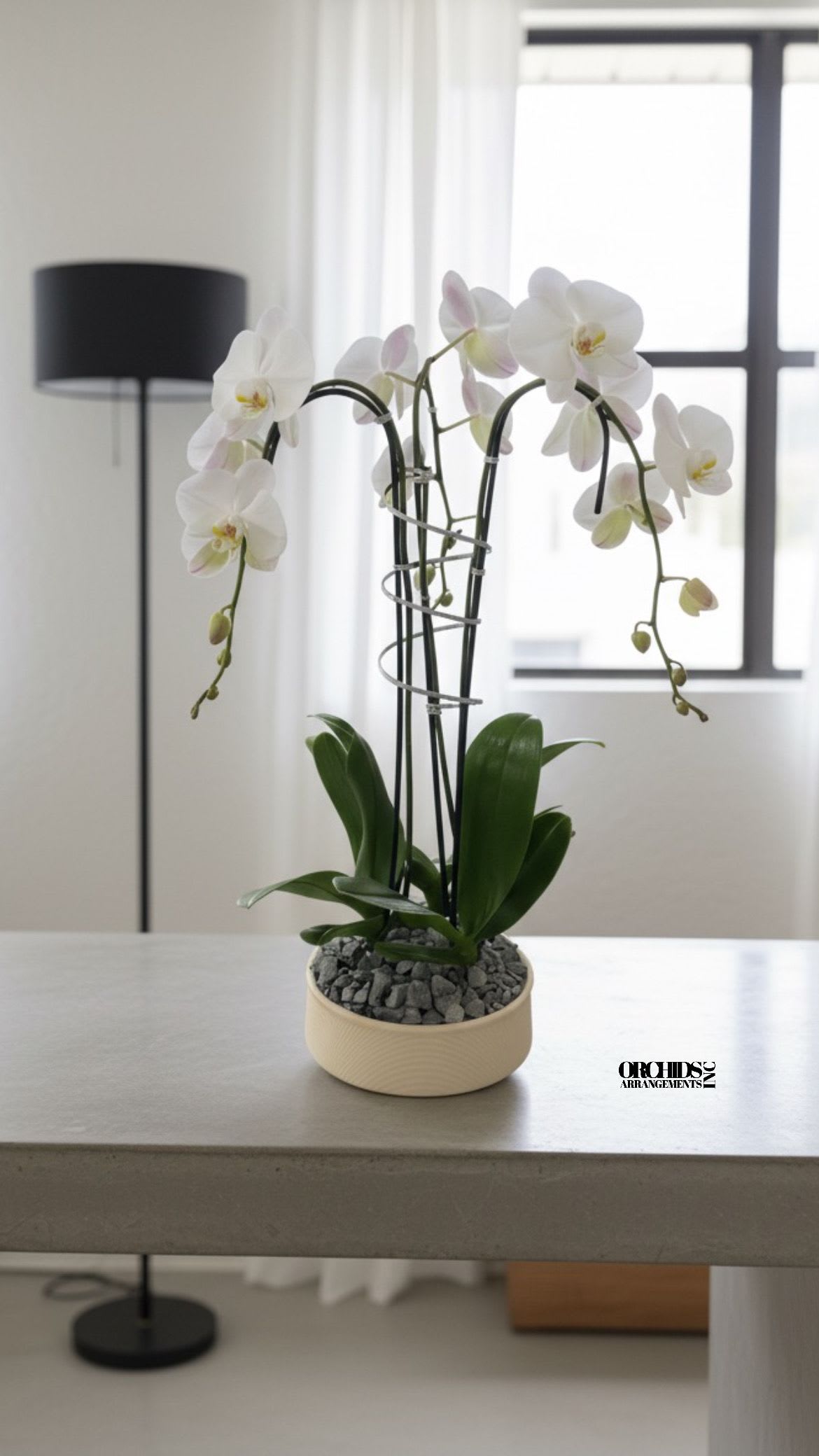 Local Orchids Arrangements Miami - A high quality Triple white orchids arrangement with a vase 9.5&quot; D X 4&quot; T. An orchids arrangement deliver for any occasion design with fresh natural real beautiful Phalaenopsis cascade orchids plants minimalist decor.
