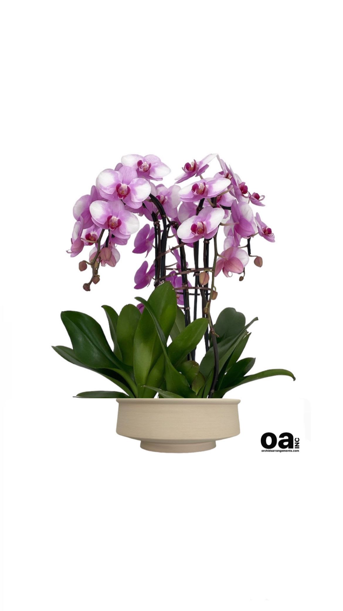 Dignified Orchids Arrangements Miami - A high quality Five pink orchids arrangement with a vase 11.5&quot; D X 4.5&quot; T. An orchids arrangement deliver for any occasion design with fresh natural real beautiful Phalaenopsis cascade orchids plants minimalist decor. 