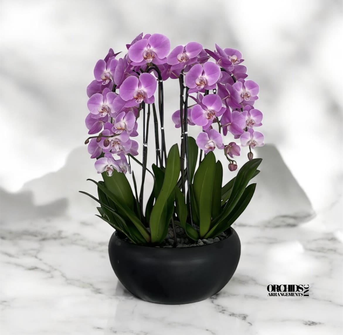 Lover Orchids Arrangements Miami - A high quality Seven pink orchids arrangement with a vase 15&quot; D X 7&quot; T. An orchids arrangement deliver for any occasion design with fresh natural real beautiful Phalaenopsis cascade orchids plants minimalist decor. 