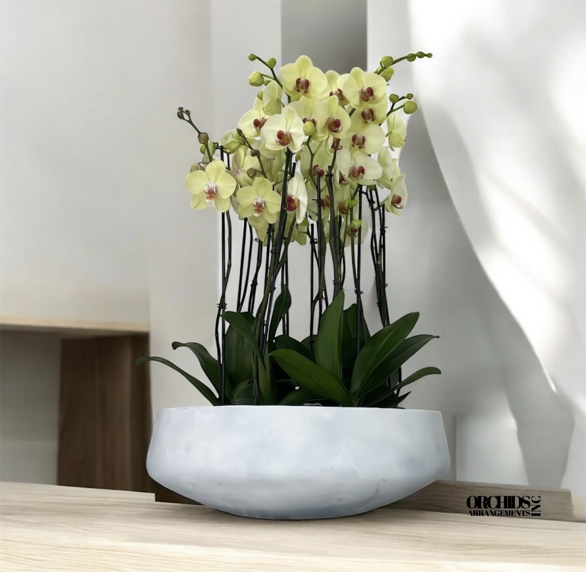 Luminous Orchids Arrangements Miami - A high quality Eleven yellow orchids arrangement with a vase 20&quot; D X 7&quot; T. An orchids arrangement deliver for any occasion design with fresh natural real beautiful Phalaenopsis cascade orchids plants minimalist decor. 