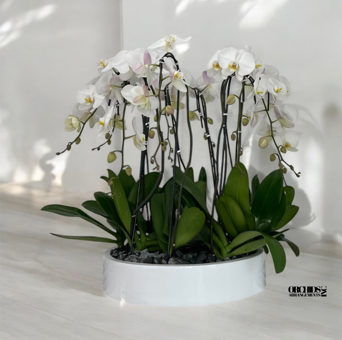 Tender Orchids Arrangements Miami - A high quality Fourteen white orchids arrangement with a vase 19.5&quot; D X 4&quot; T. An orchids arrangement deliver for any occasion design with fresh natural real beautiful Phalaenopsis cascade orchids plants