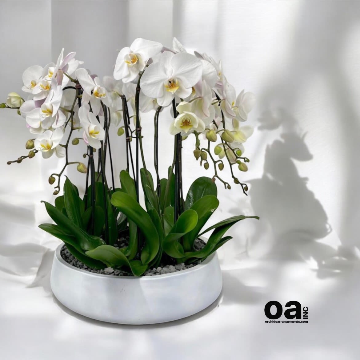 Elegance Orchids Arrangements Miami - A high quality Thirteen white orchids arrangement with a vase 20&quot; D X 7&quot; T. An orchids arrangement deliver for any occasion design with fresh natural real beautiful Phalaenopsis cascade orchids plants minimalist decor.