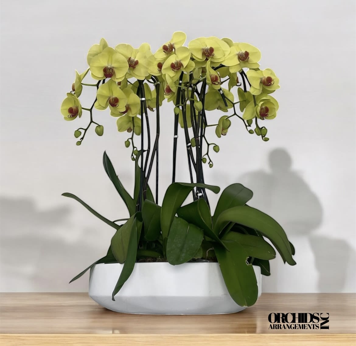 Magical Orchids Arrangements Miami - A high quality Ten yellow orchids arrangement with a vase 15.5&quot; D X 4.25&quot; T. An orchids arrangement deliver for any occasion design with fresh natural real beautiful Phalaenopsis cascade orchids plants minimalist decor. 