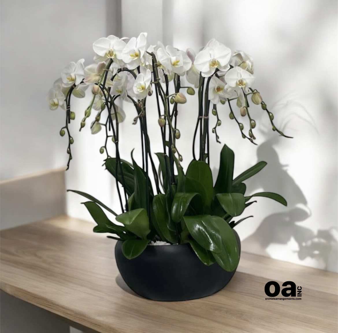 Magnificence Orchids Arrangements Miami - A high quality Seven white orchids arrangement with a vase 15&quot; D X 7&quot; T. An orchids arrangement deliver for any occasion design with fresh natural real beautiful Phalaenopsis cascade orchids plants minimalist decor.  