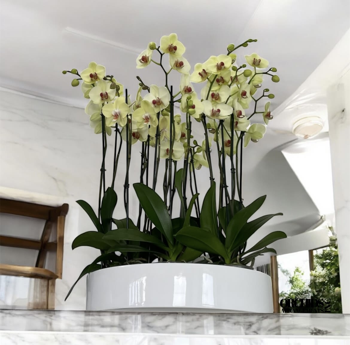 Transcends Orchids Arrangements Miami - A high quality Fifteen yellow orchids arrangement with a vase 19.5&quot; D X 4&quot; T. An orchids arrangement deliver for any occasion design with fresh natural real beautiful Phalaenopsis cascade orchids plants